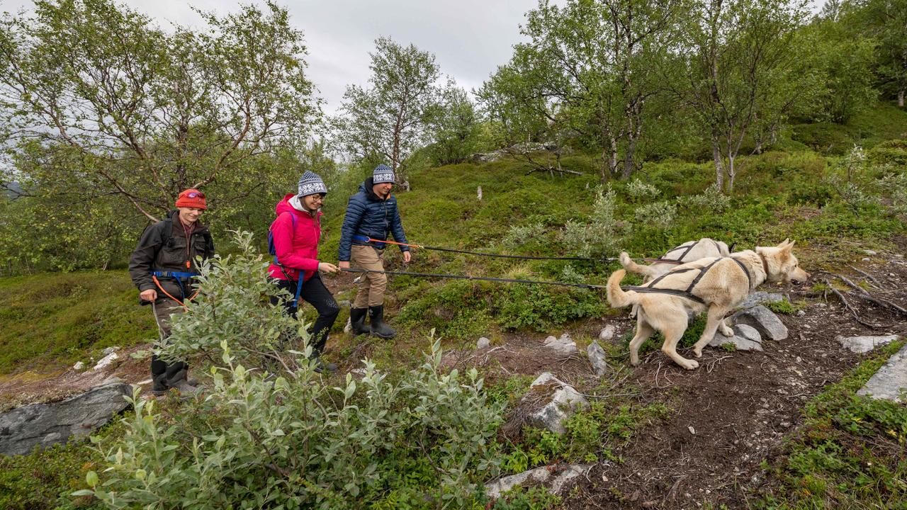 Gäster som vandrar med huskies på en guidad sommarled genom den arktiska naturen nära Snowhotel Kirkenes i Norge.