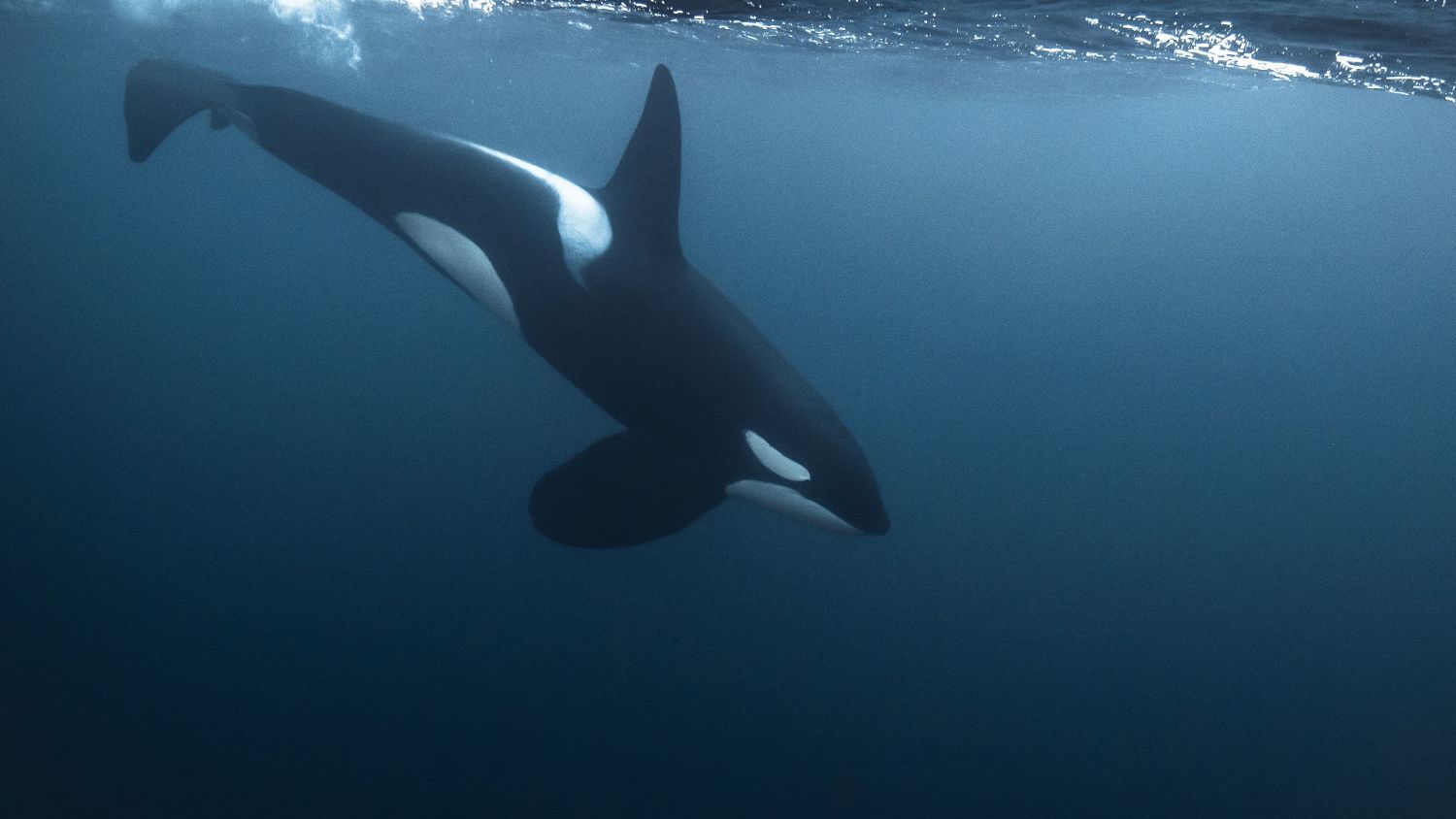 Spekkhogger som svømmer under overflaten i det klare vannet i Norge, og viser frem landets spektakulære marine dyreliv