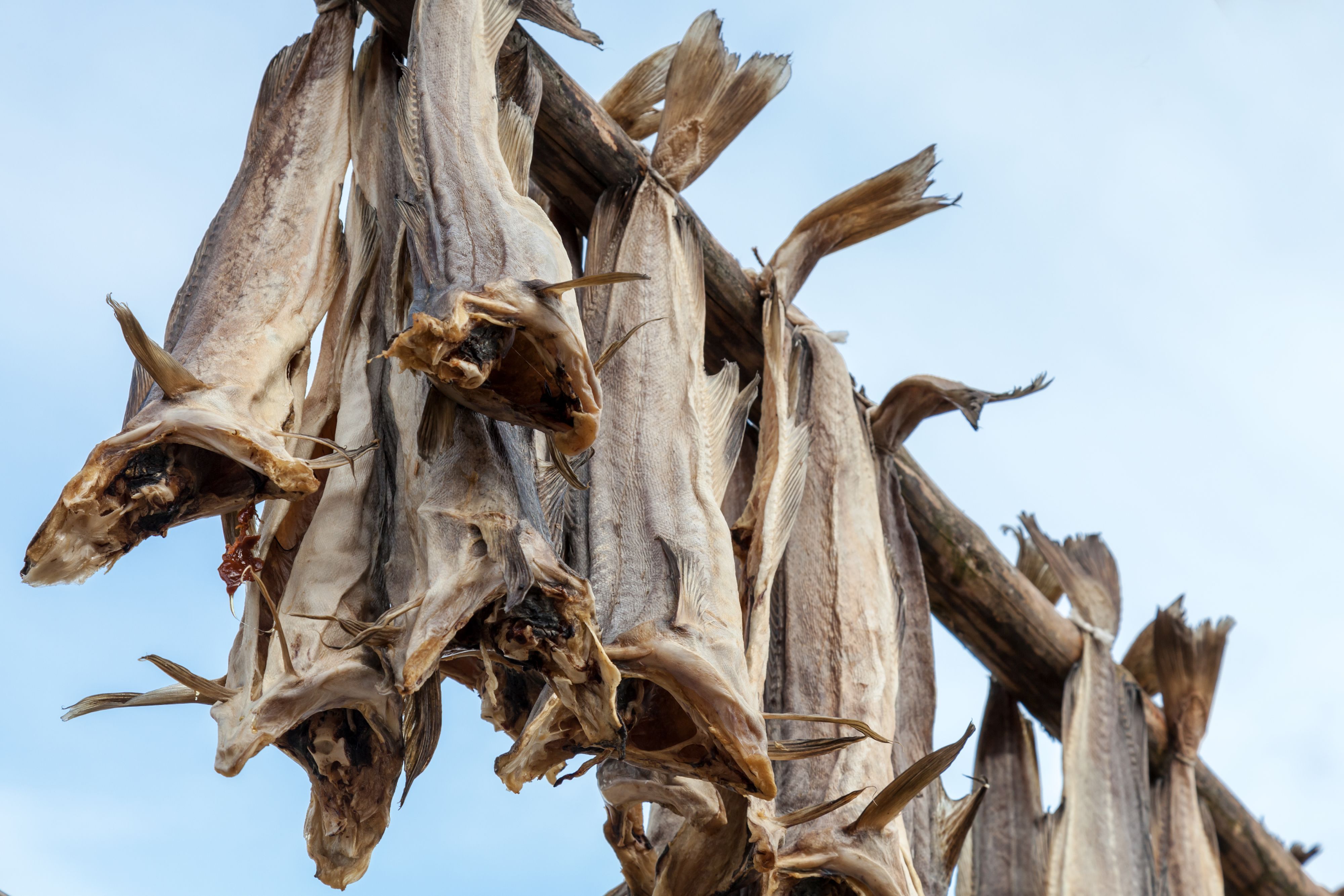 Norwegian stockfish