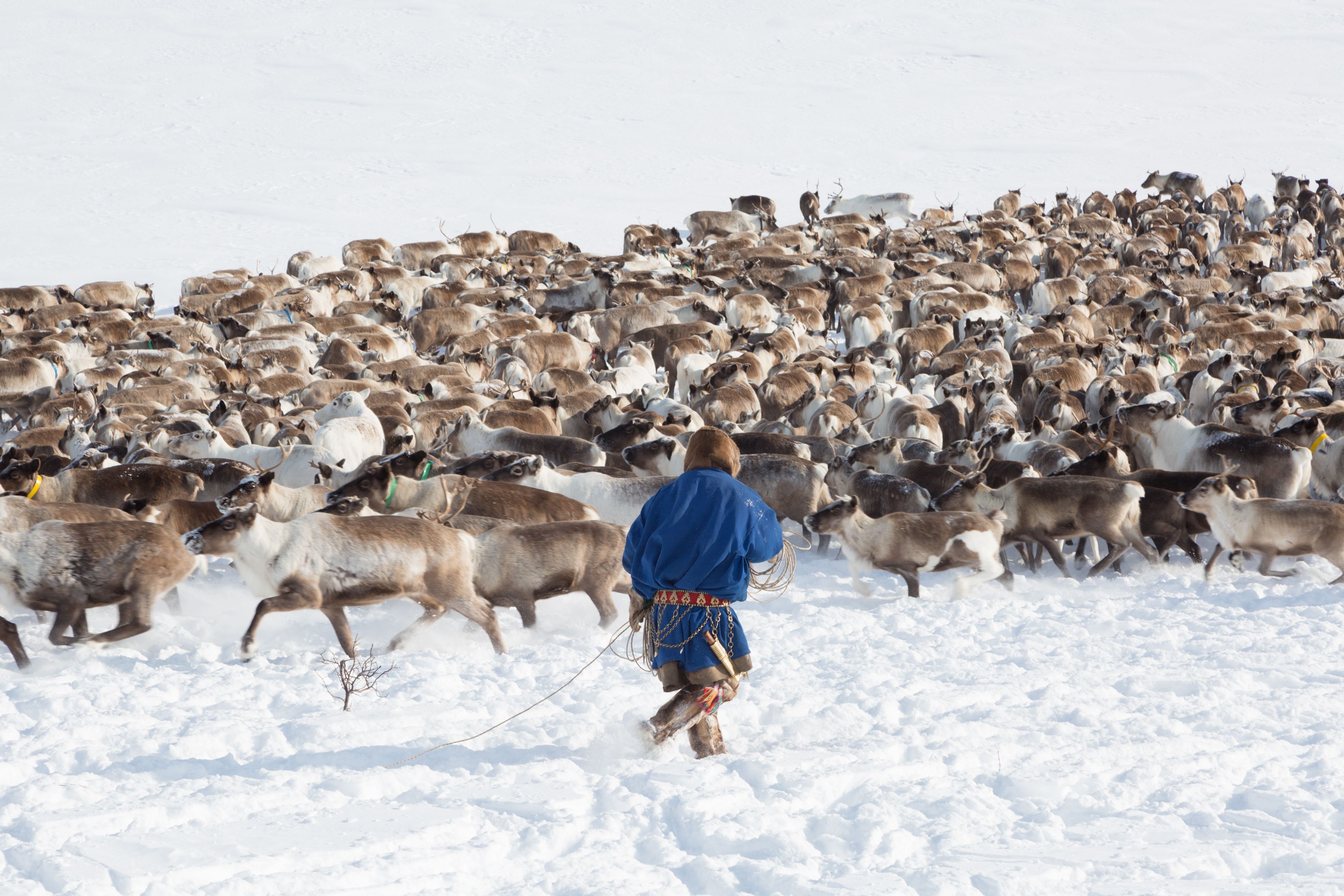 Sámi-Rentierhaltung in der arktischen Tundra.