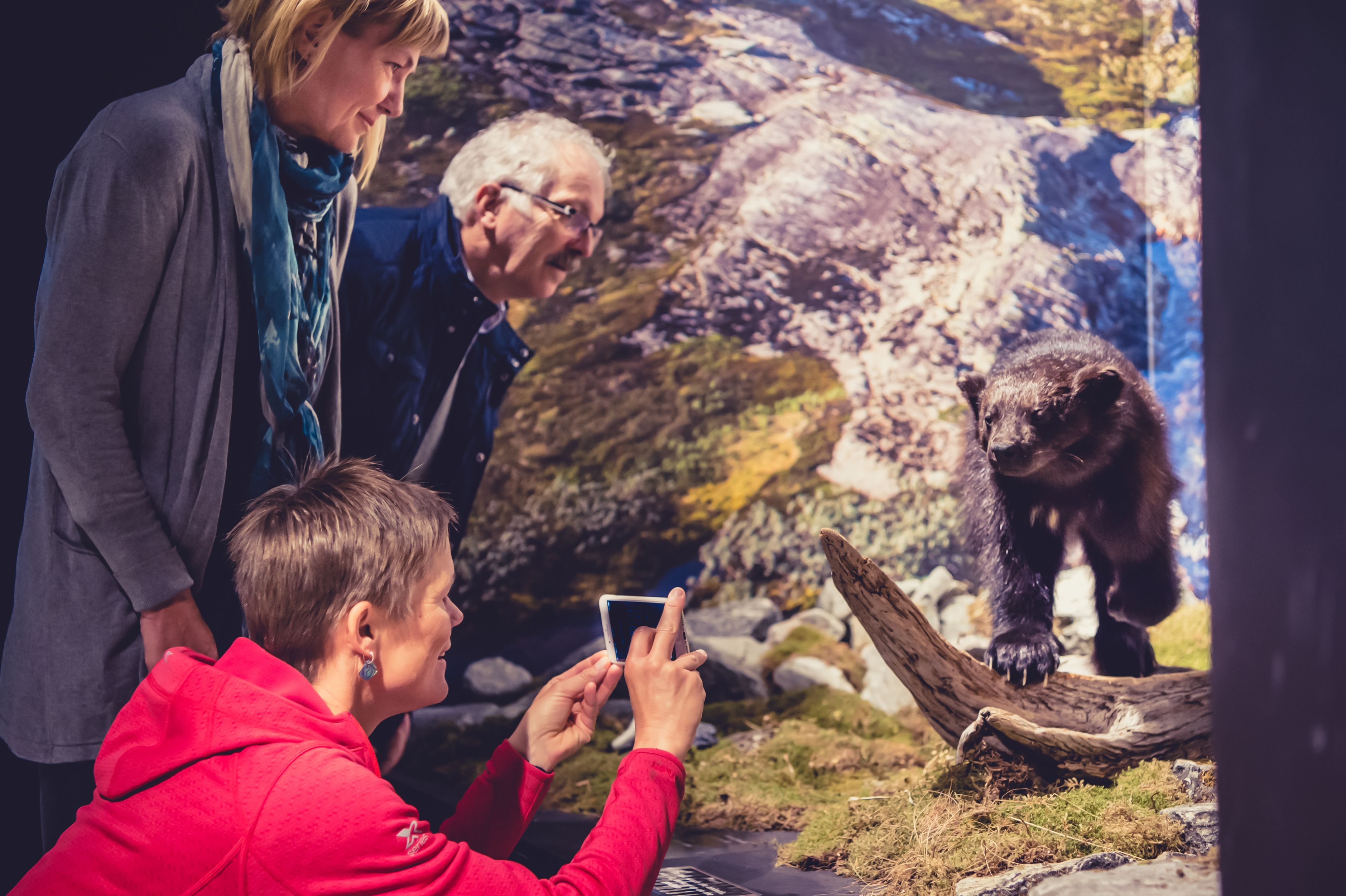Visitors photographing a wolverine wildlife diorama at the Norwegian Fjord Centre exhibition in Geiranger