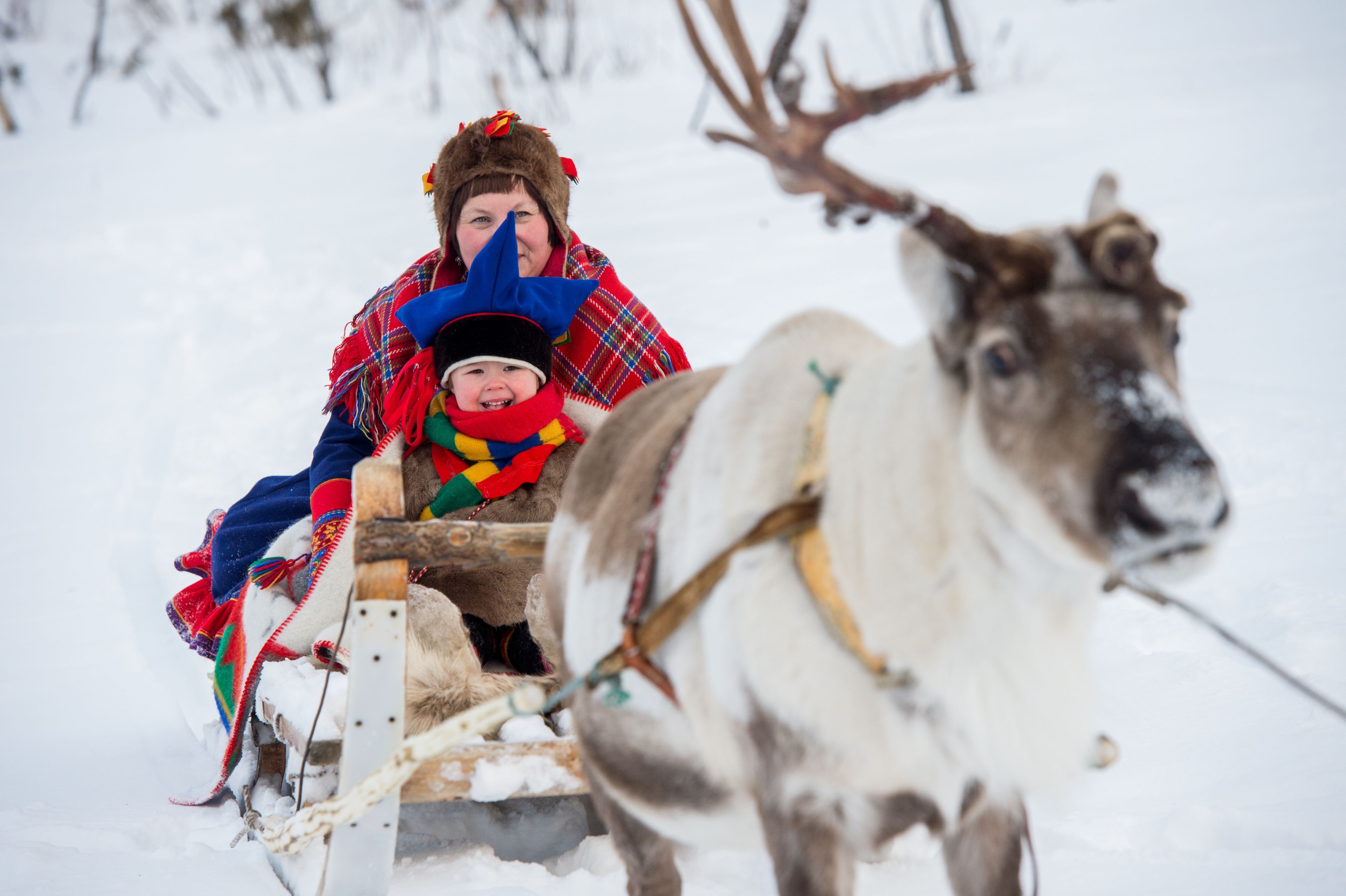 Traditionelle samische Rentierschlittenfahrt im arktischen Winter