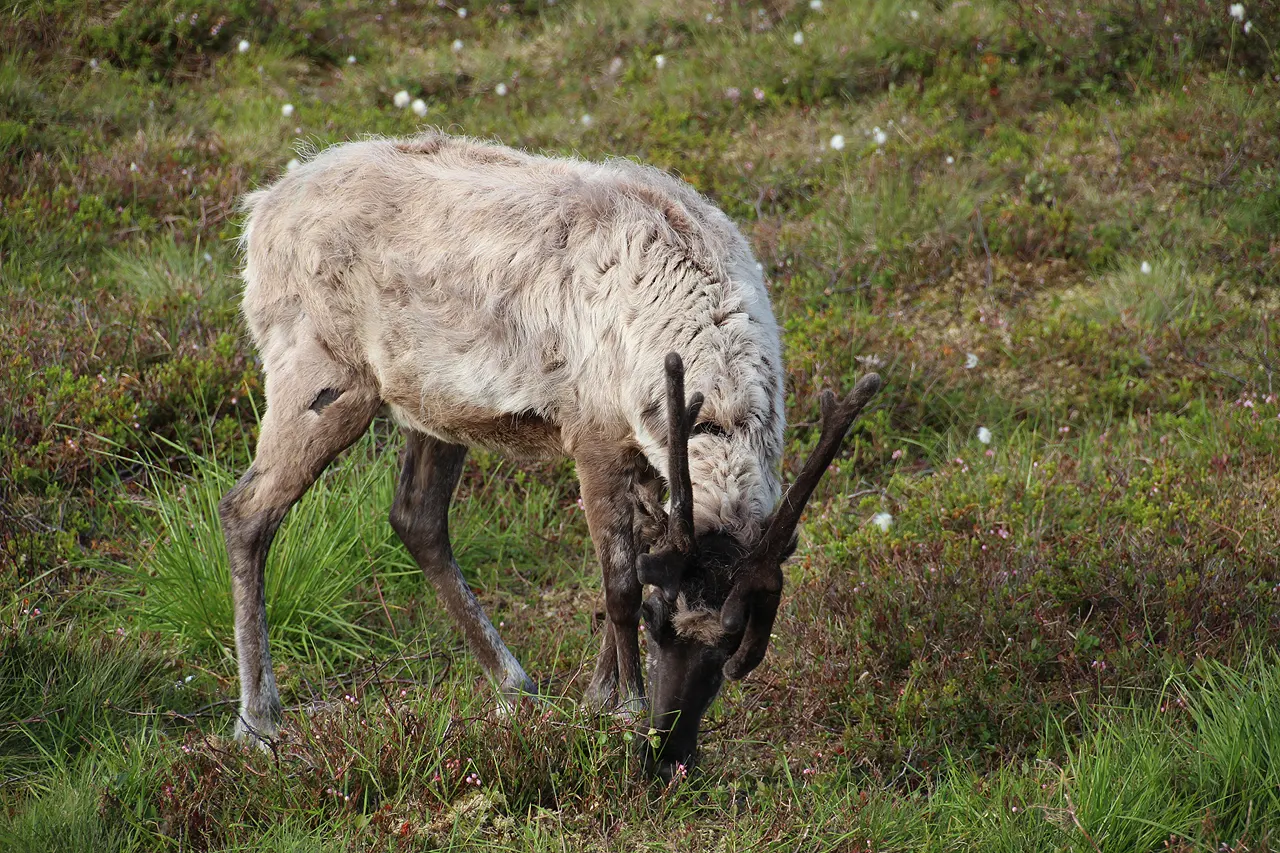 Rentiere beim Weiden in Nordnorwegen