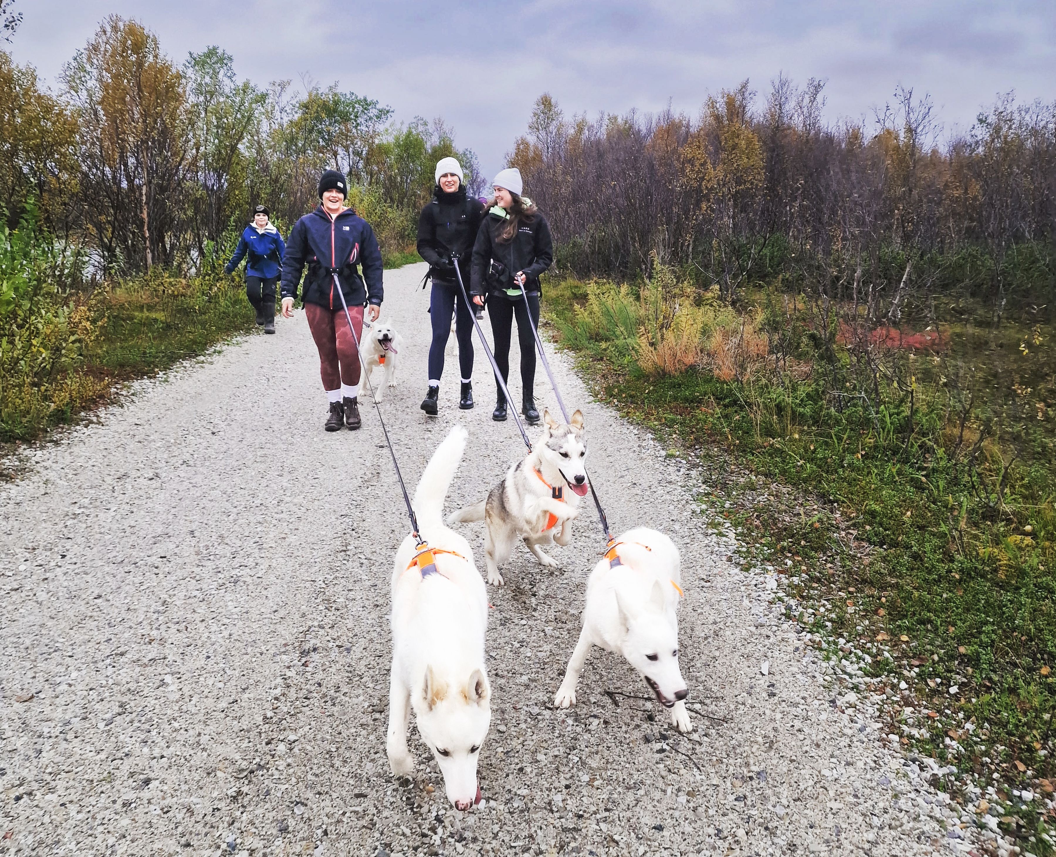 Gruppe von Menschen, die mit Huskys auf einem Schotterweg wandert