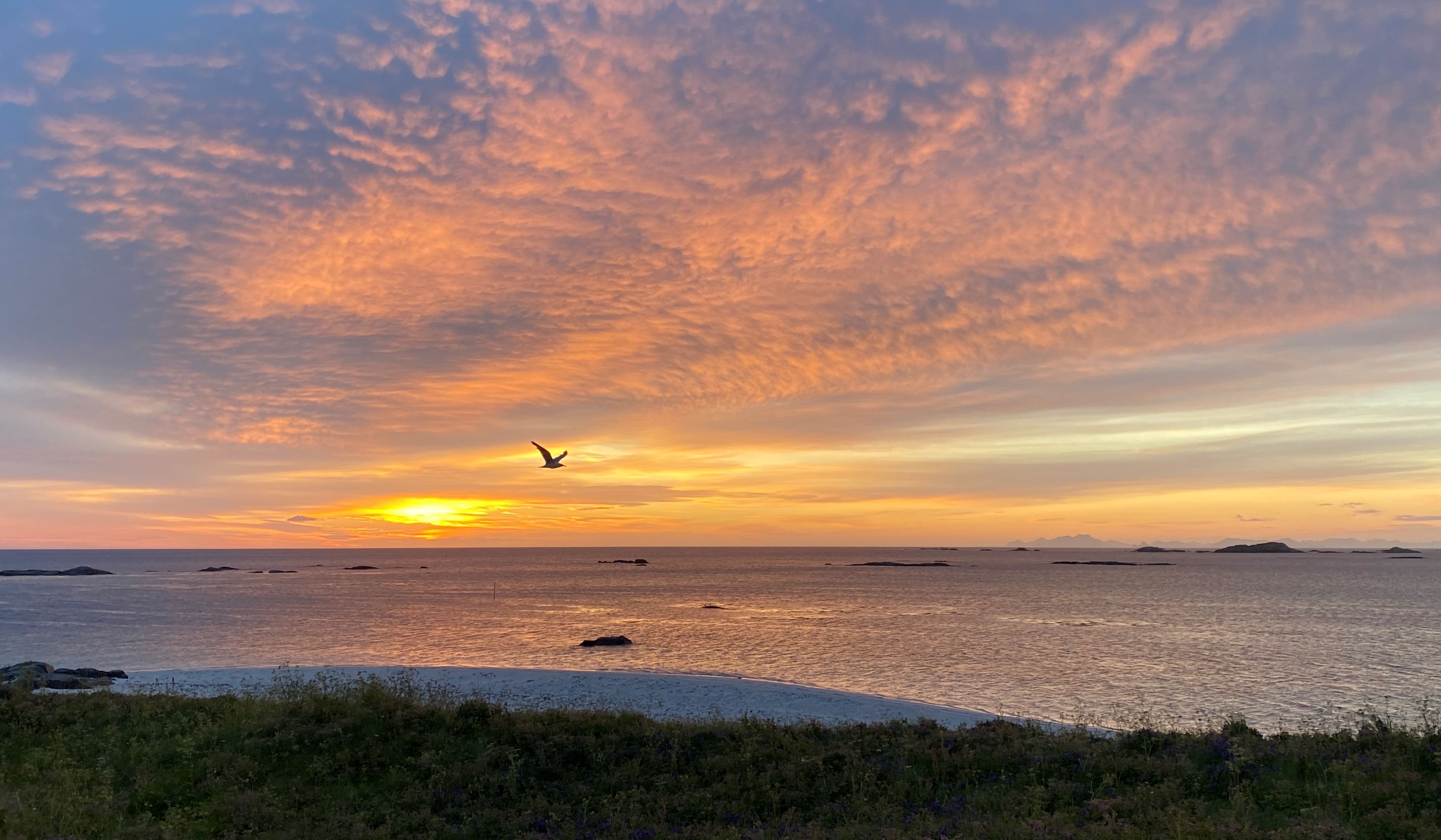 Mitternachtssonne über der Küste der Lofoten, während ein Seevogel bei Sonnenuntergang über dem ruhigen Meer dahingleitet.