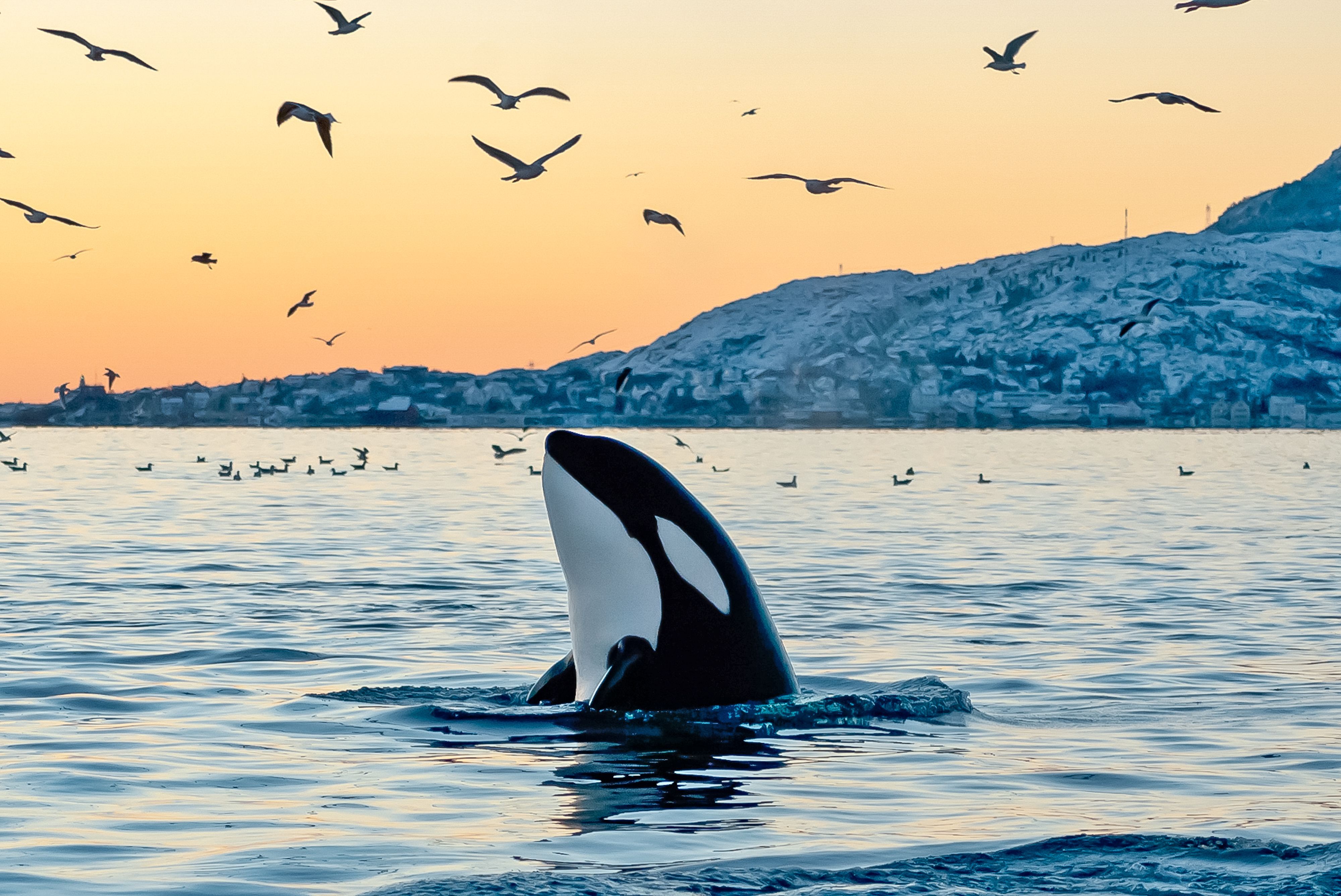 An orca surfaces in Arctic waters during a wildlife safari along the Norwegian coast, surrounded by seabirds at sunset.