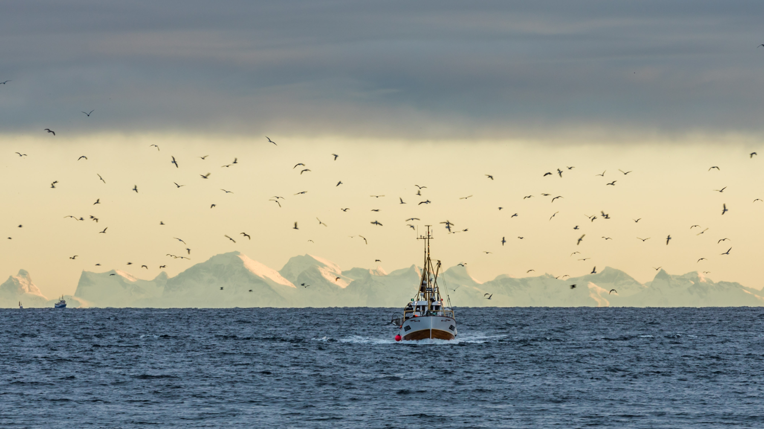 Fischerboot, das über den Vestfjord segelt, mit Seevögeln darüber und den schneebedeckten Lofoten-Bergen am Horizont in Nordnorwegen.