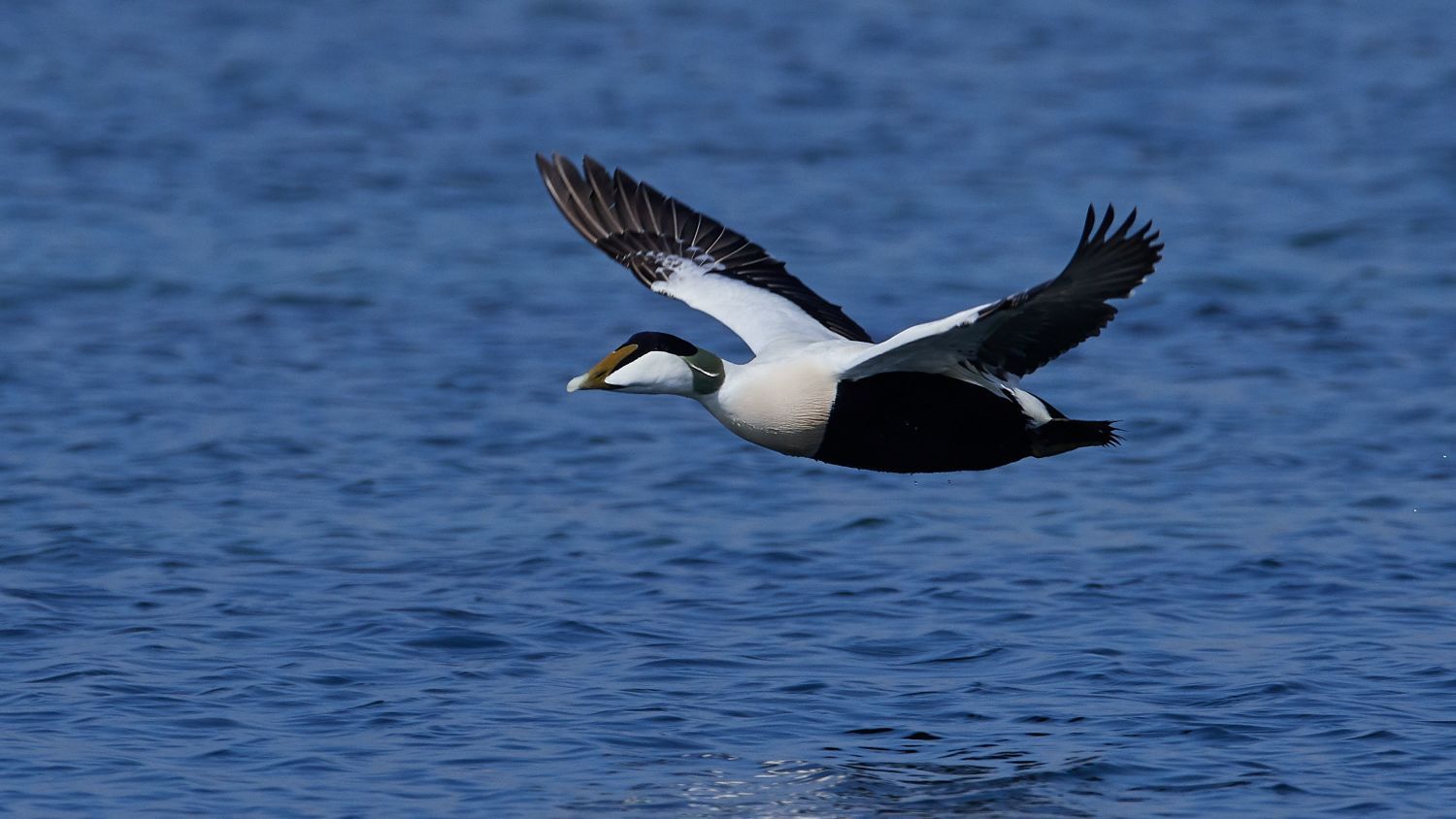 Hann av ærfugl som flyr lavt over havet langs norskekysten, og viser Norges største dykkand