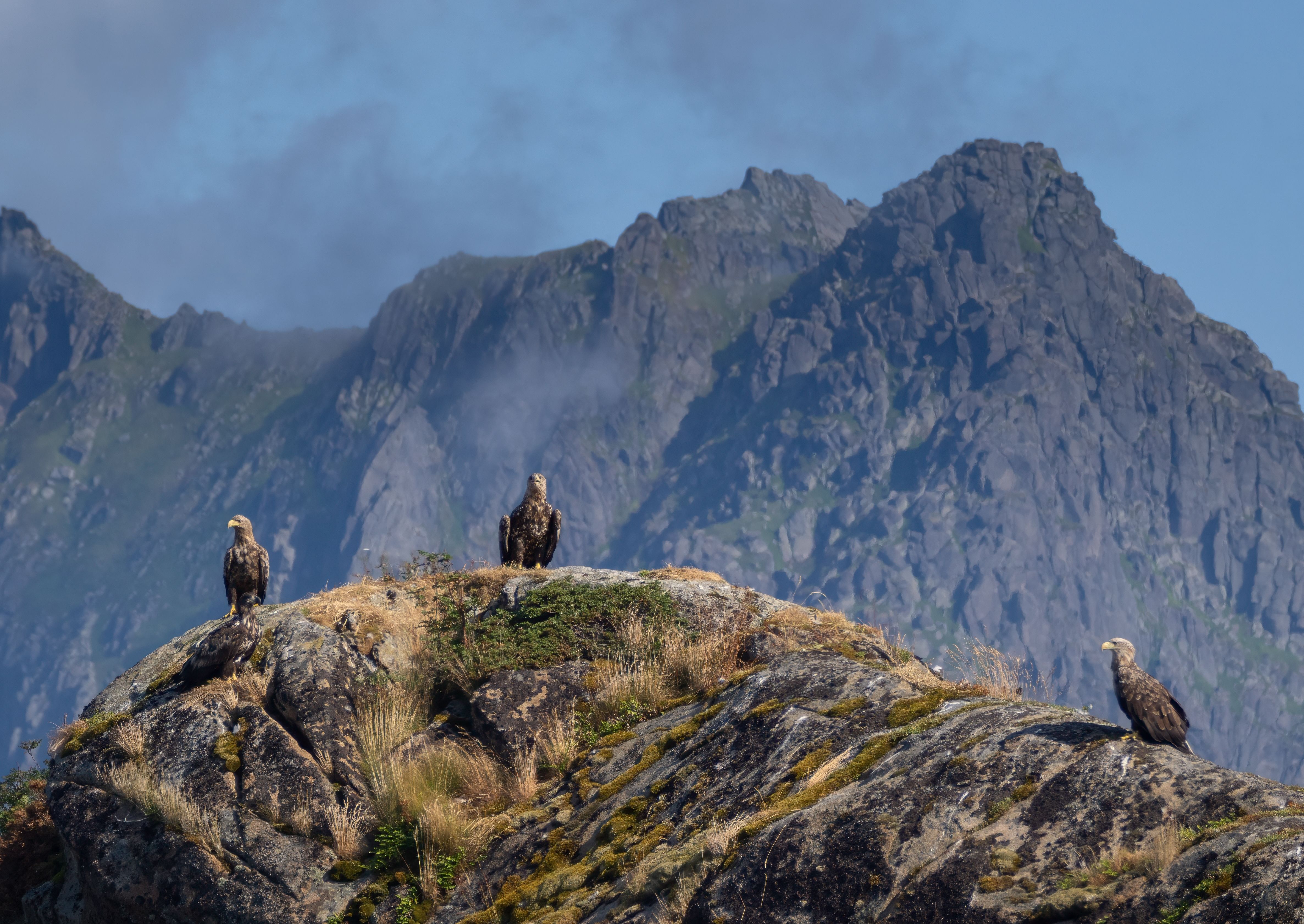 Seeadler im Trollfjord