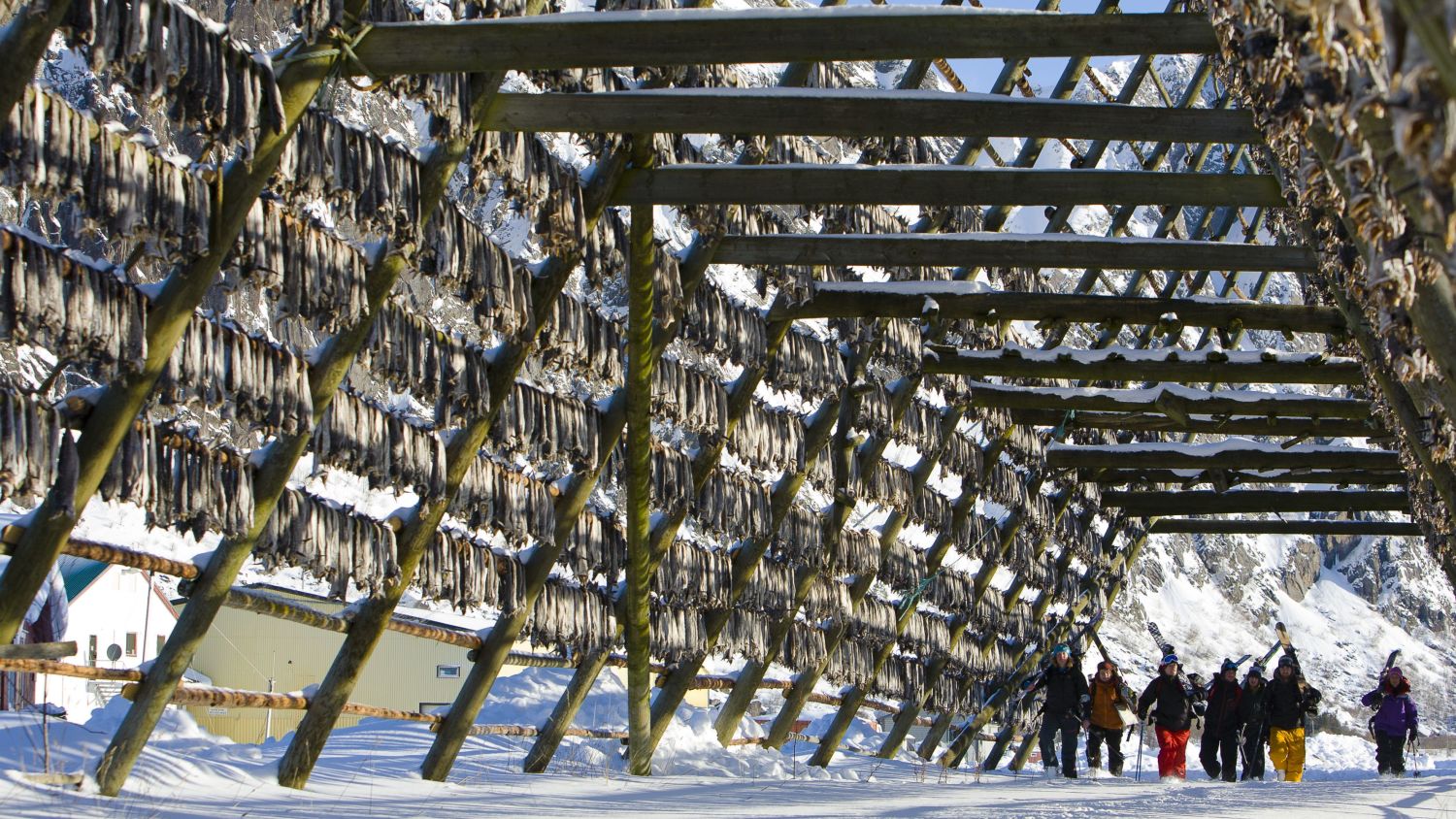 Traditionelle Stockfisch-Trockengestelle auf den Lofoten in Norwegen, mit Besuchern, die unter Reihen luftgetrockneten Kabeljaus entlanggehen, umgeben von schneebedeckten Bergen im Winter