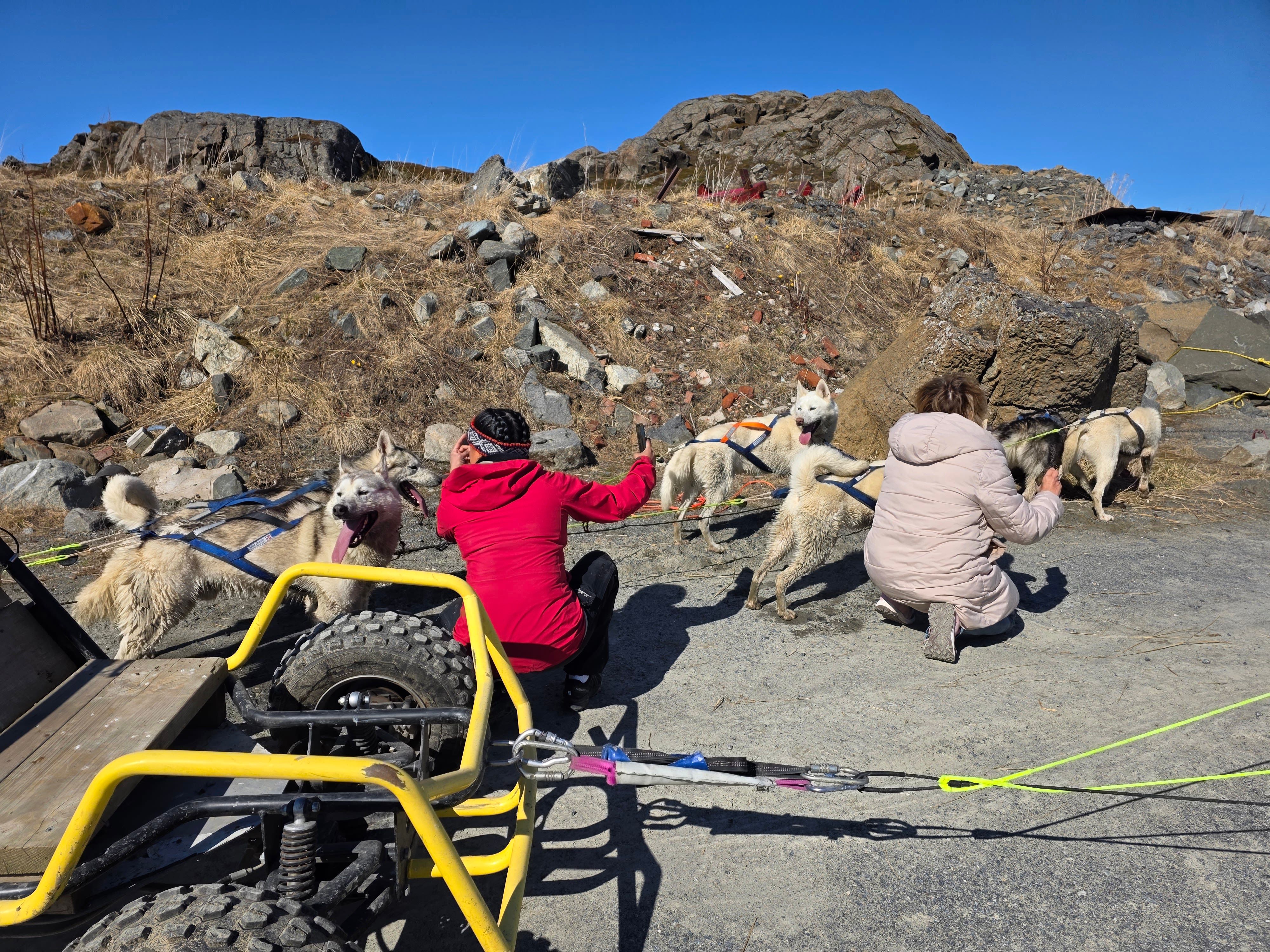 Guests crouch beside a team of friendly huskies harnessed to a wheeled dogsled, taking photos and interacting with the dogs in a rocky Arctic landscape under a clear blue sky.