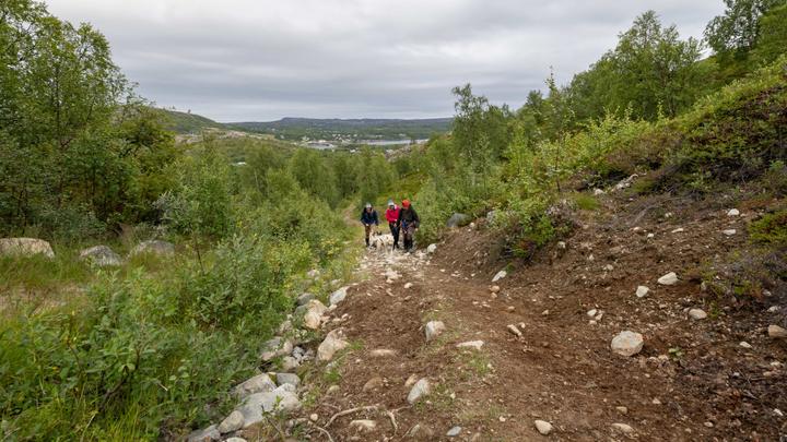 Gäster som vandrar med huskies på en naturskön led med utsikt över Kirkenes i Nordnorge.