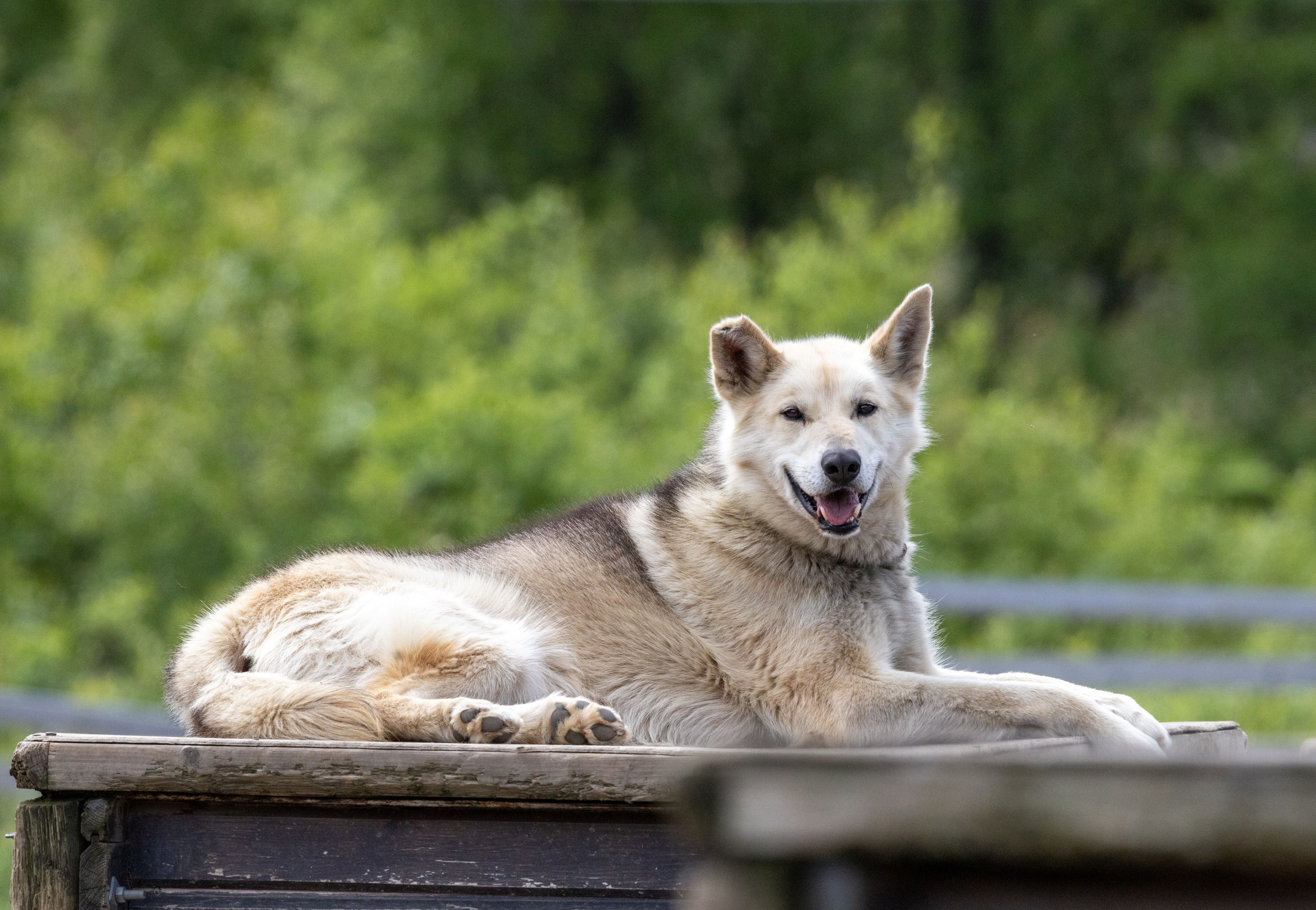En vennlig husky som hviler på hundehuset sitt i huskyparken ved Snowhotel Kirkenes.