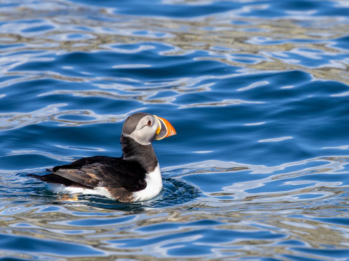 Puffin in water