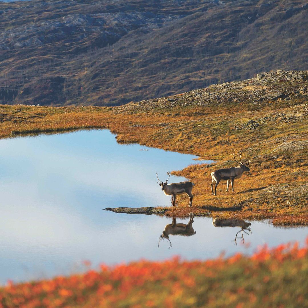 To reinsdyr som står ved siden av en stille fjellsjø omgitt av gyllen høsttundra i Nord-Norge
