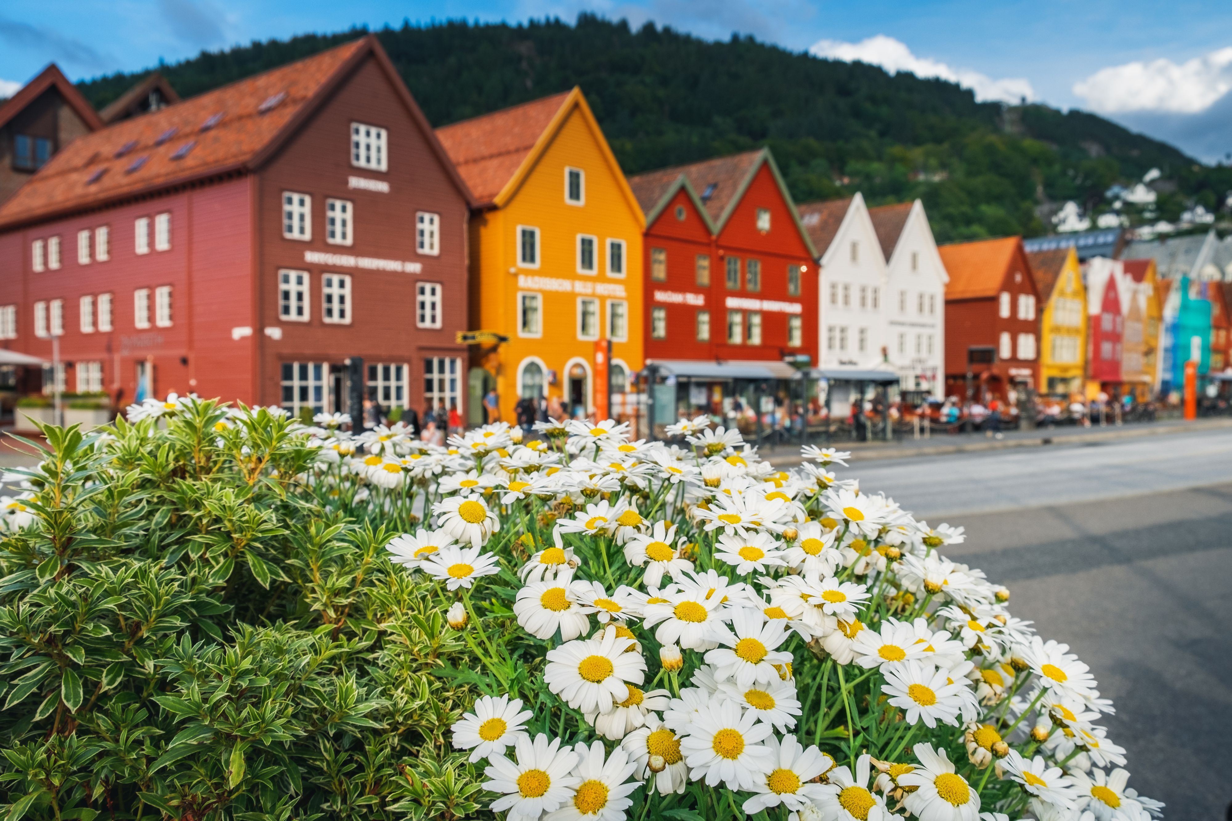 Bunte Bryggen-Uferhäuser in Bergen mit Gänseblümchen im Vordergrund.