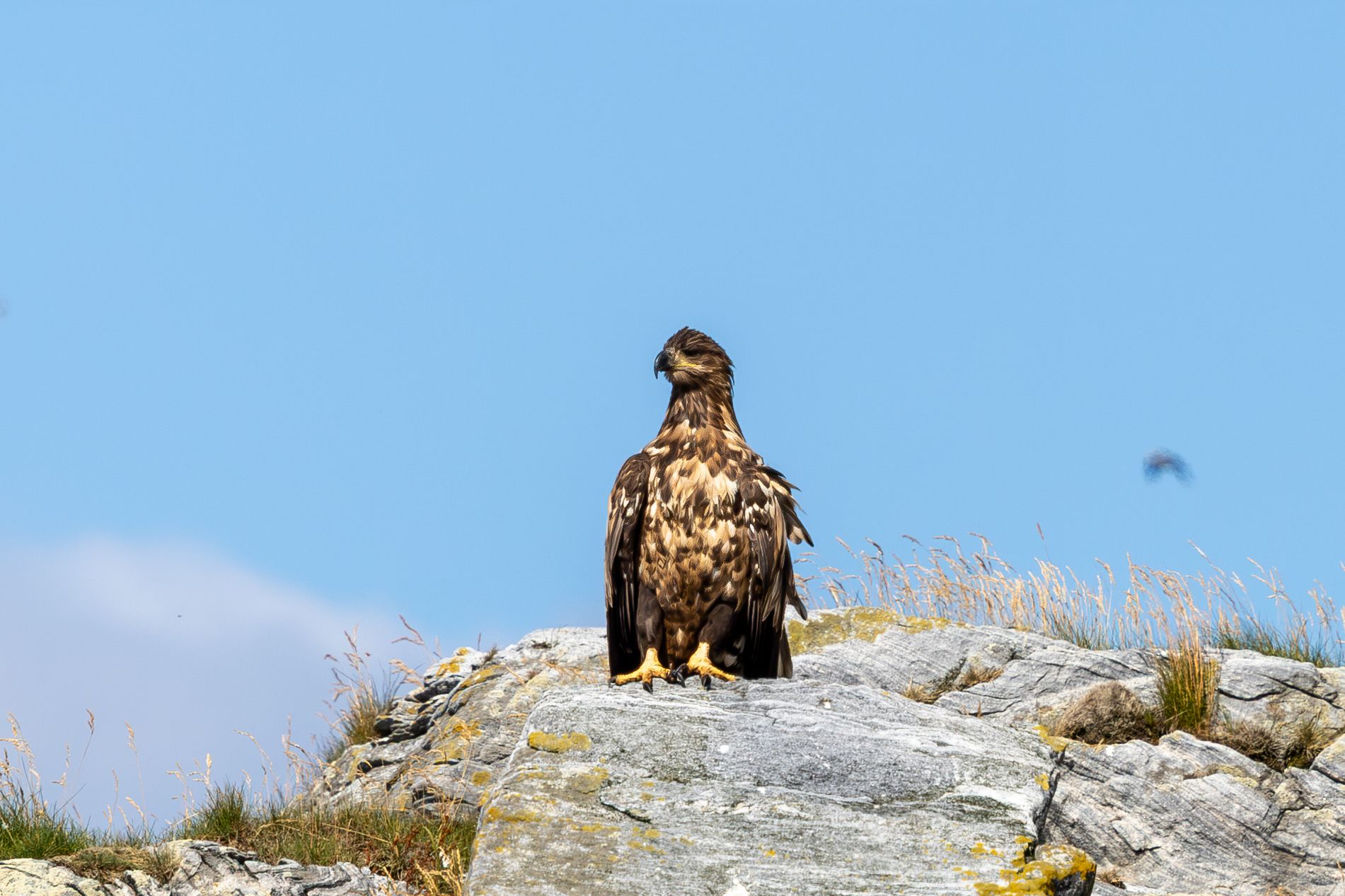 Young eagle