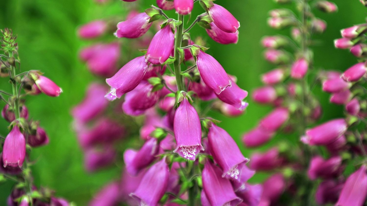 Lilla revebjelleblomster som blomstrer i Norges fjordområder. Selv om planten er svært giftig, er den den naturlige kilden til hjertemedisinen digitalis