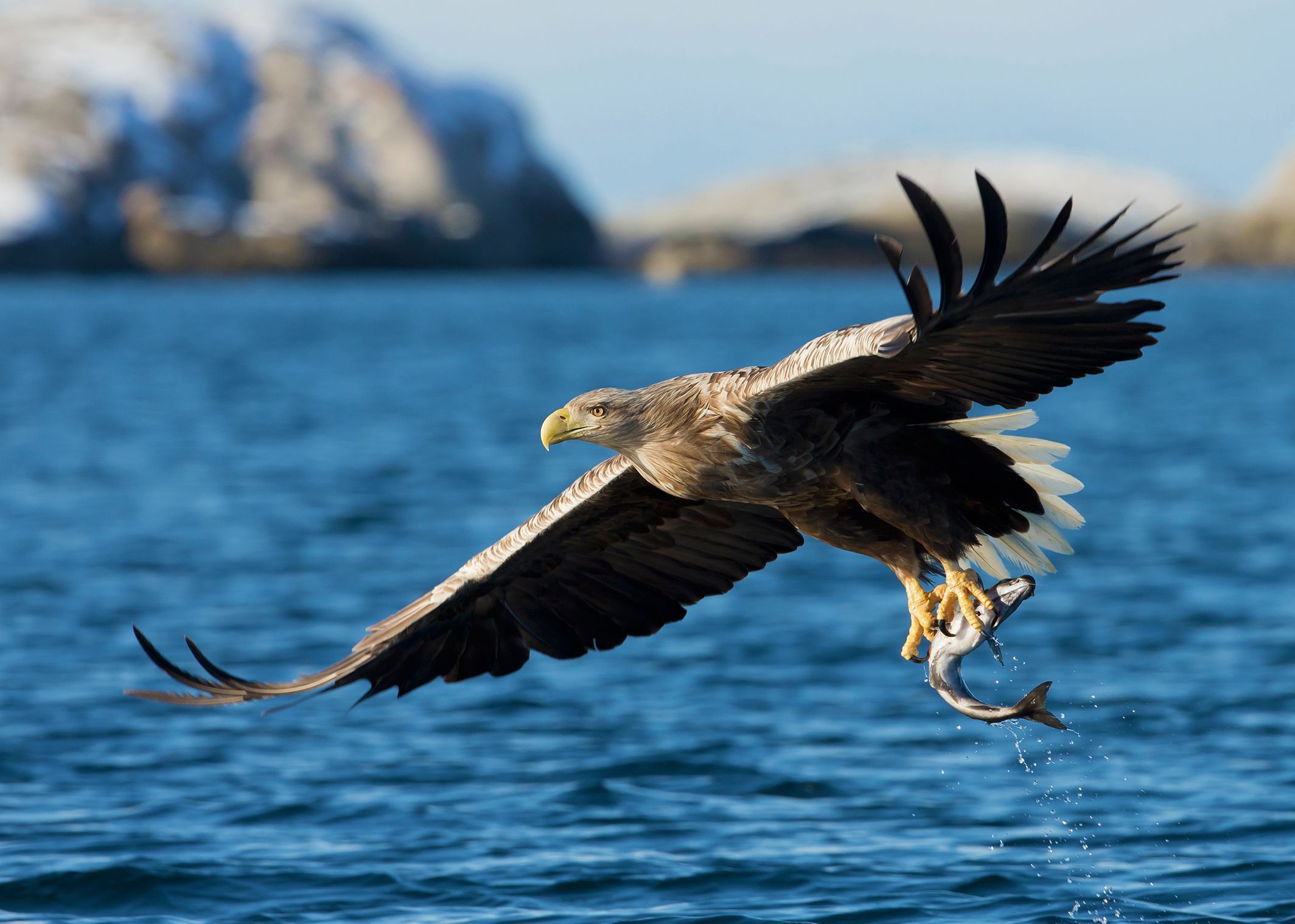 Sea eagle catching a fish 