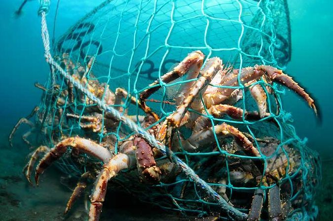 Kongekrabber inne i en fisketeine på havbunnen, som fremhever Norges bærekraftige kongekrabbefiske i arktiske farvann