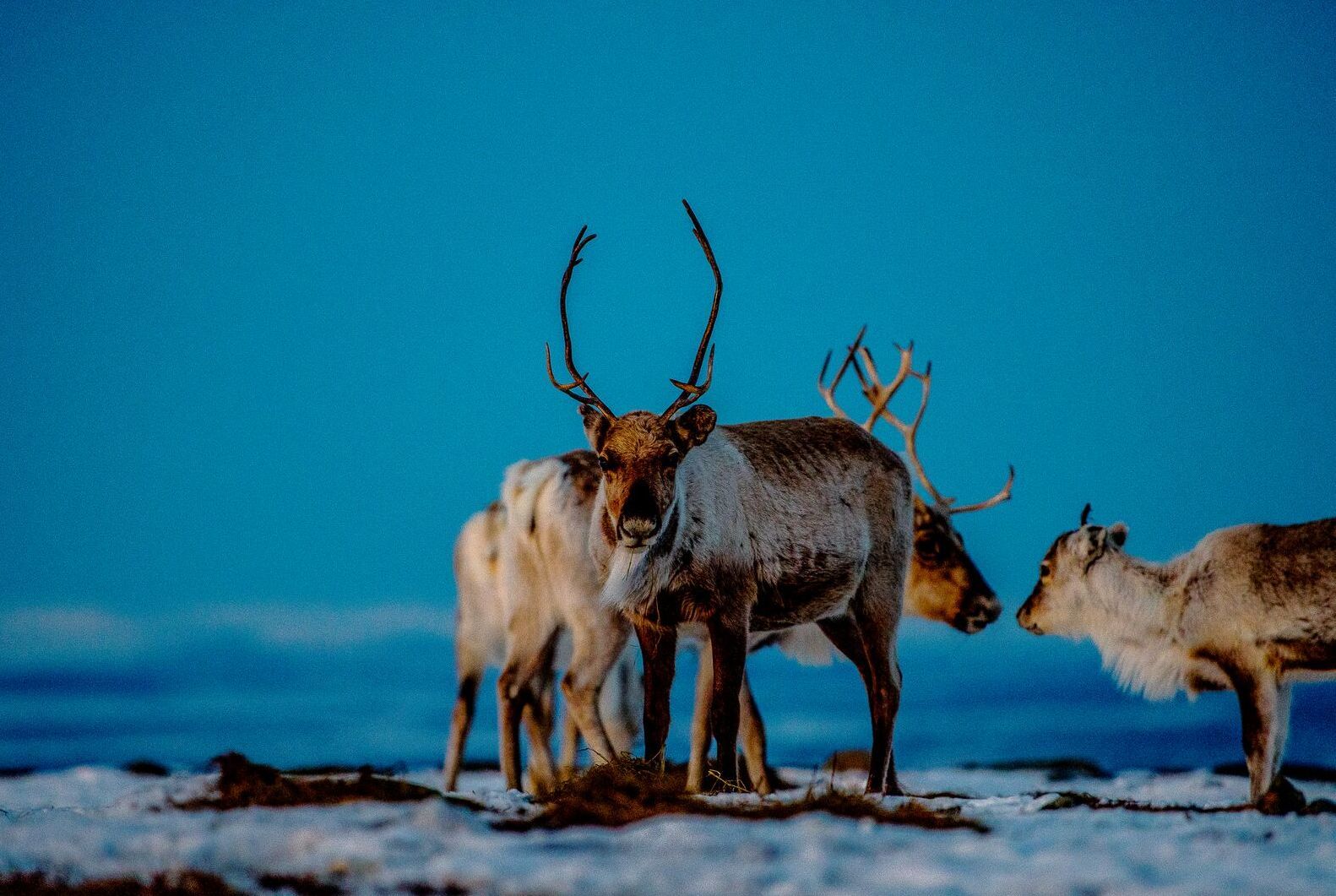 Reinsdyrflokk på den arktiske tundraen under en samisk kulturopplevelse nær Kjøllefjord.