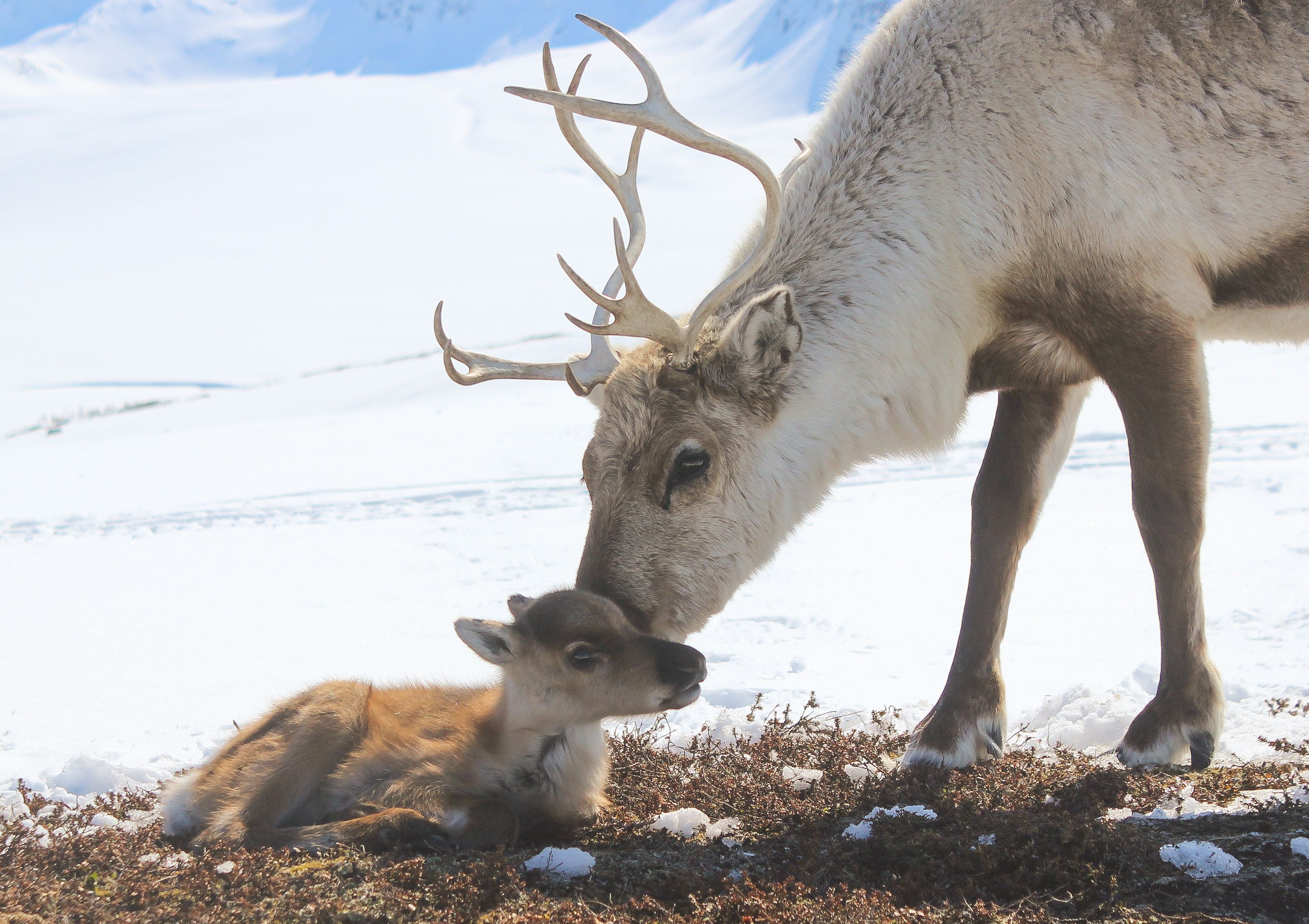 An adult reindeer nuzzles its calf in a snowy Arctic landscape in Northern Norway