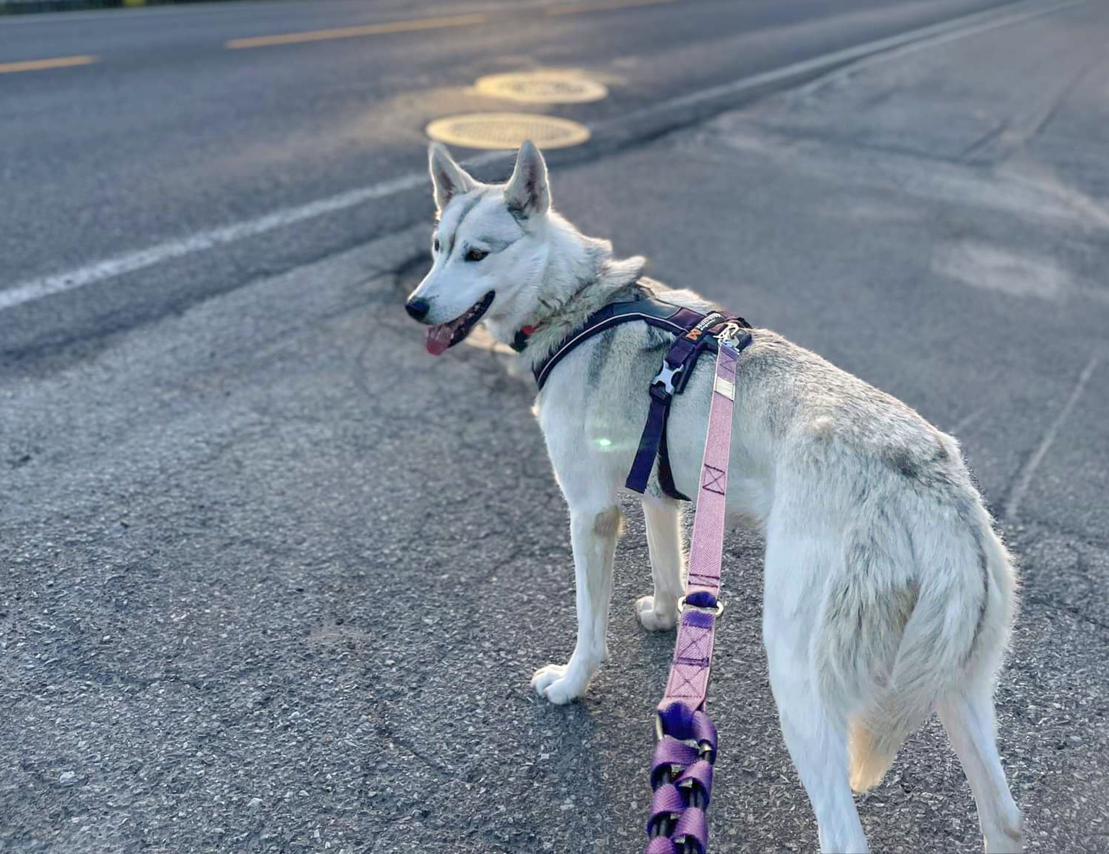 Husky mit Leine, der auf der Straße steht