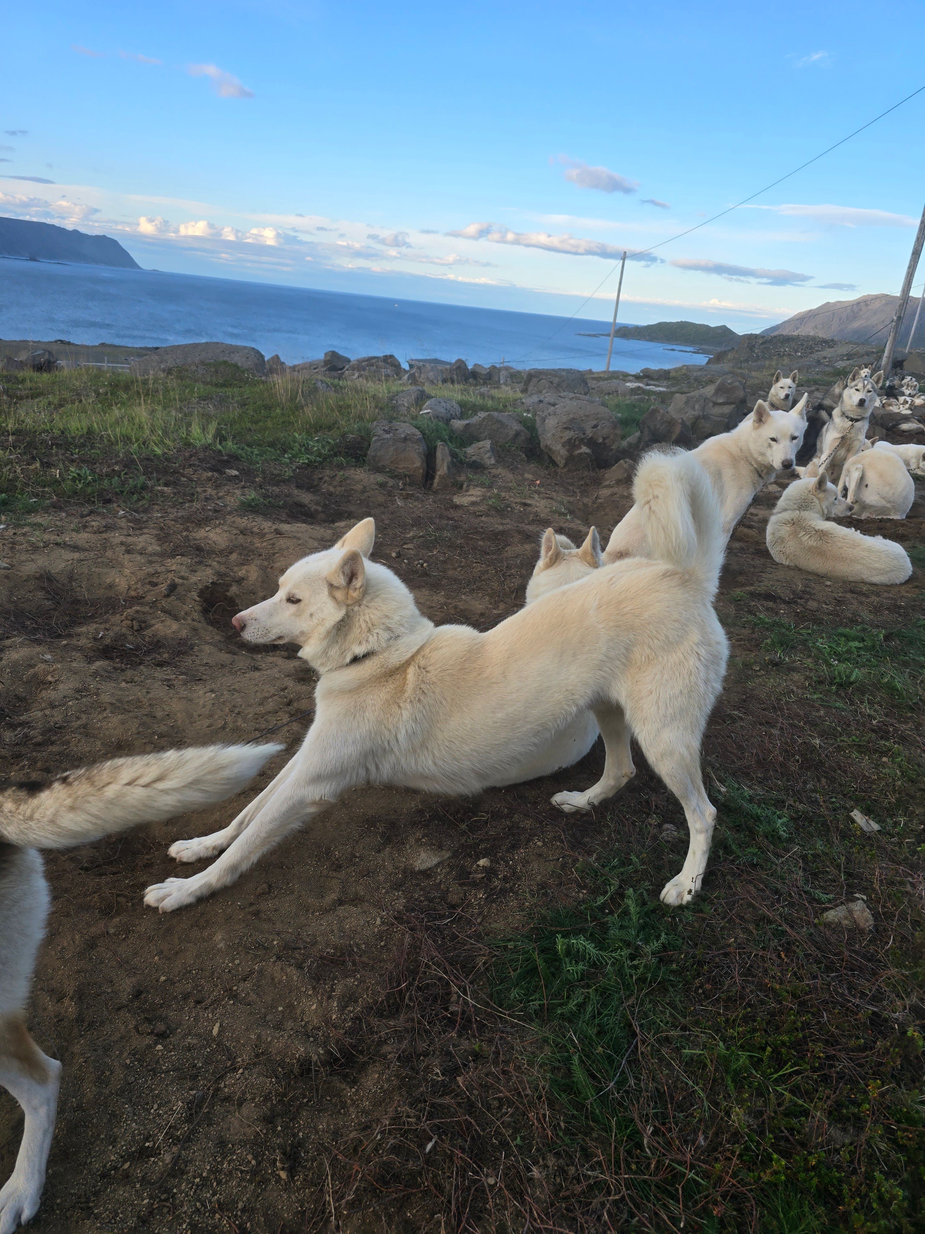 Several white huskies relax and stretch in a coastal kennel overlooking the Arctic Ocean, with rocky terrain, distant mountains, and a clear blue evening sky in the background.