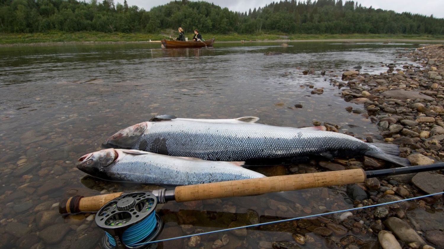 Frisch gefangener Atlantiklachs neben einer Fliegenrute am Flussufer, während im Hintergrund in Trøndelag, Norwegen, Angler ein traditionelles Holzboot rudern.