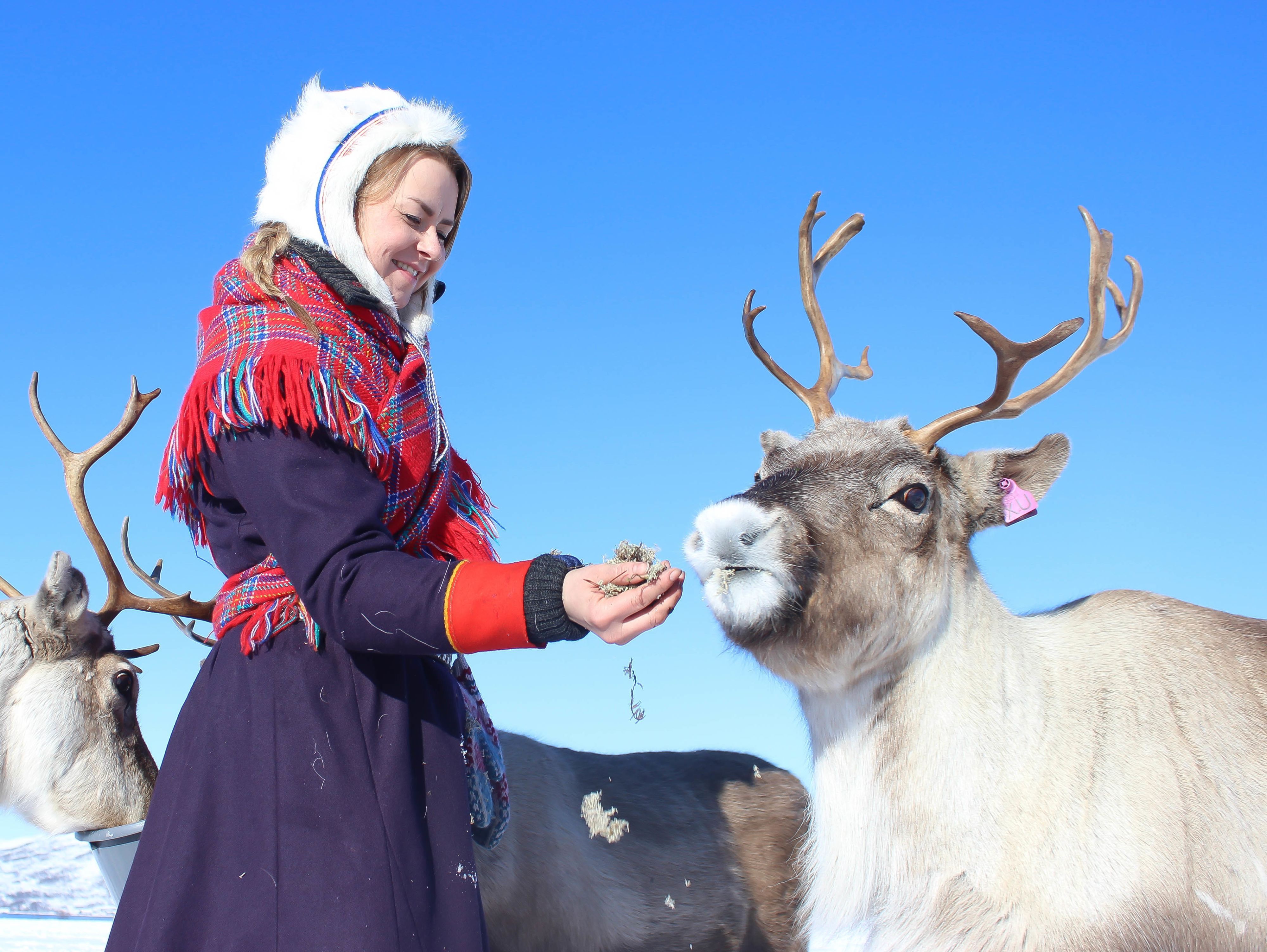 Ein Gast füttert ein Rentier während eines traditionellen samischen Erlebnisses in Nordnorwegen