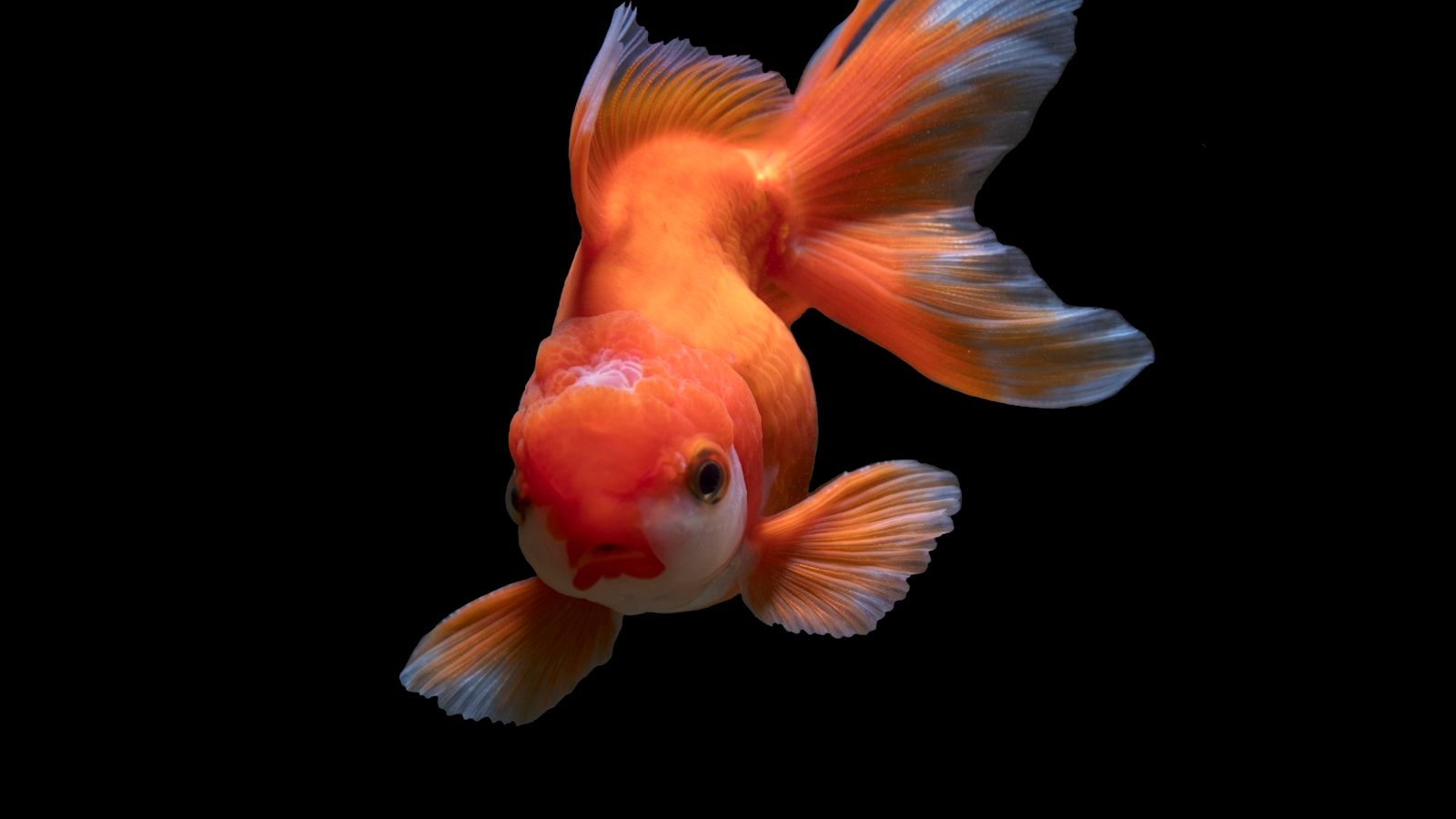 金魚電話亭：被淘汰的公共設施如何透過藝術獲得第二人生