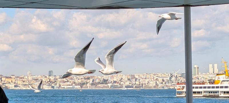 Gull