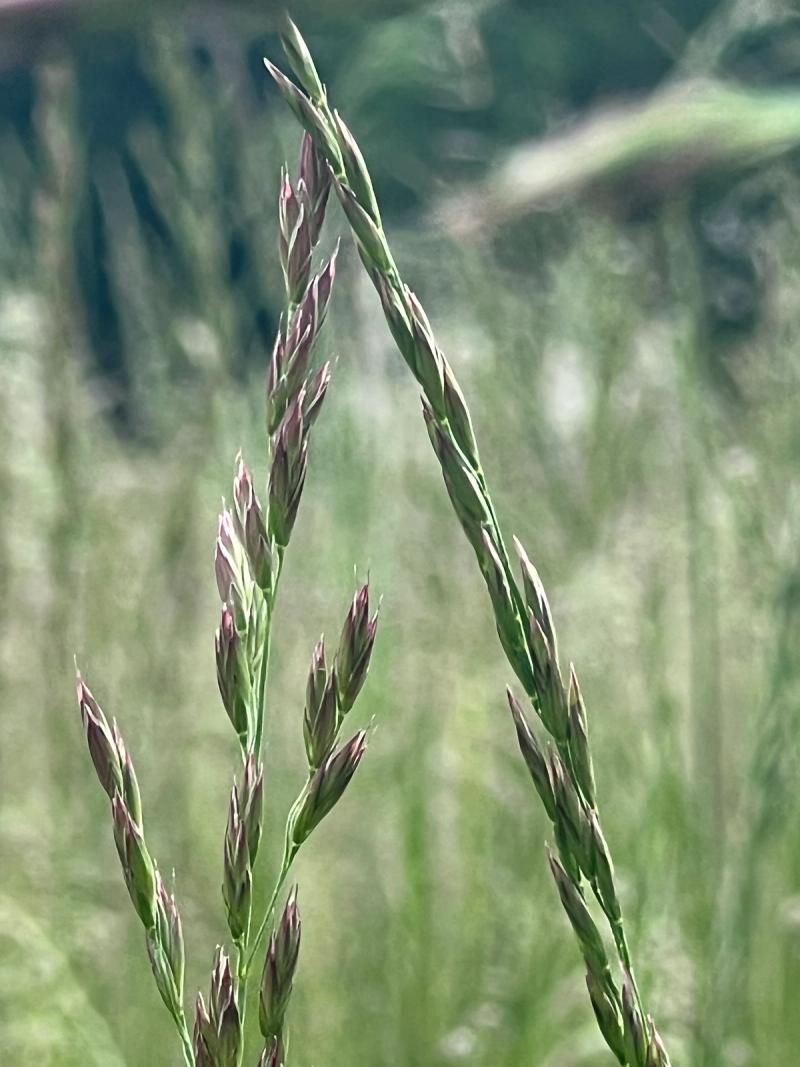 Seed