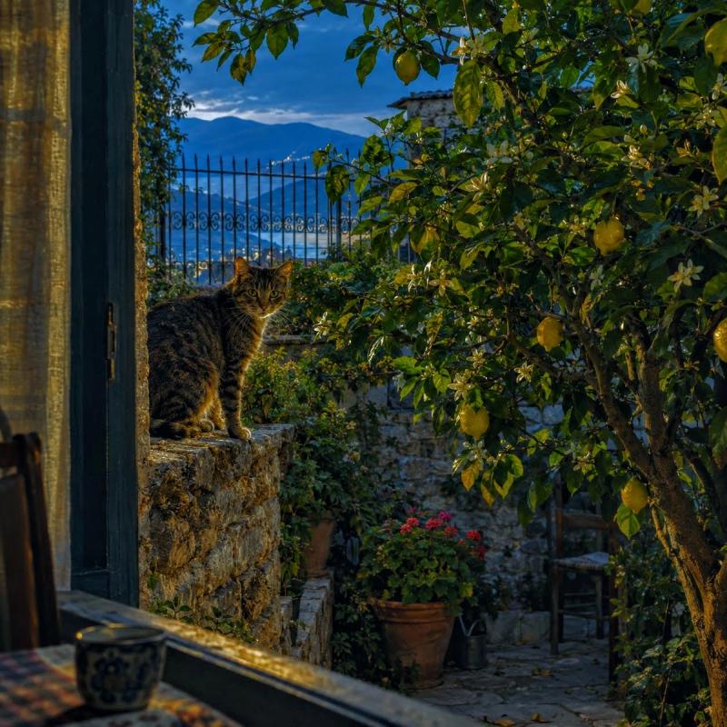 Sarande - 4. Blossom