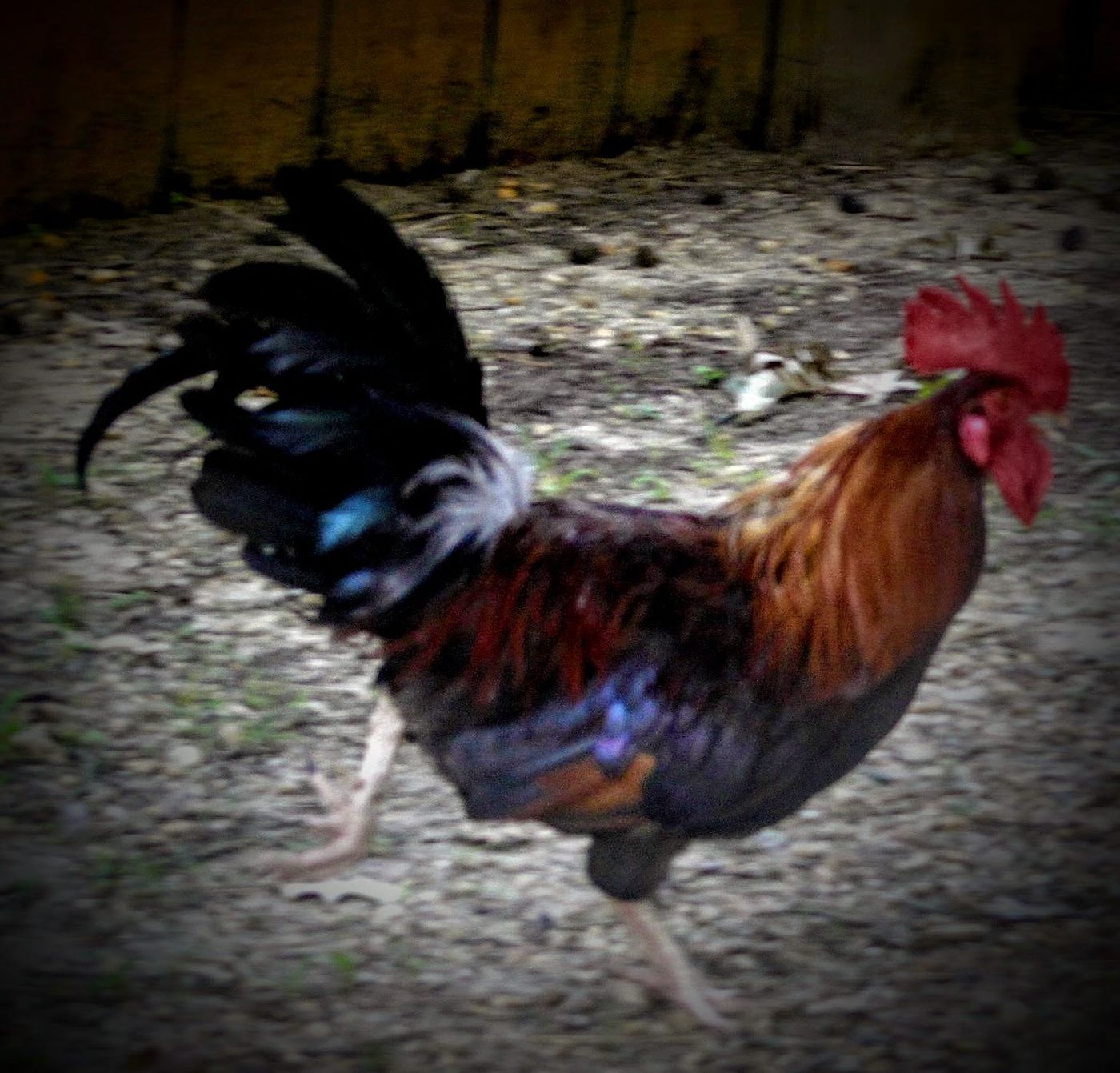 The Rooster