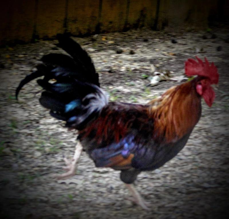 The Rooster