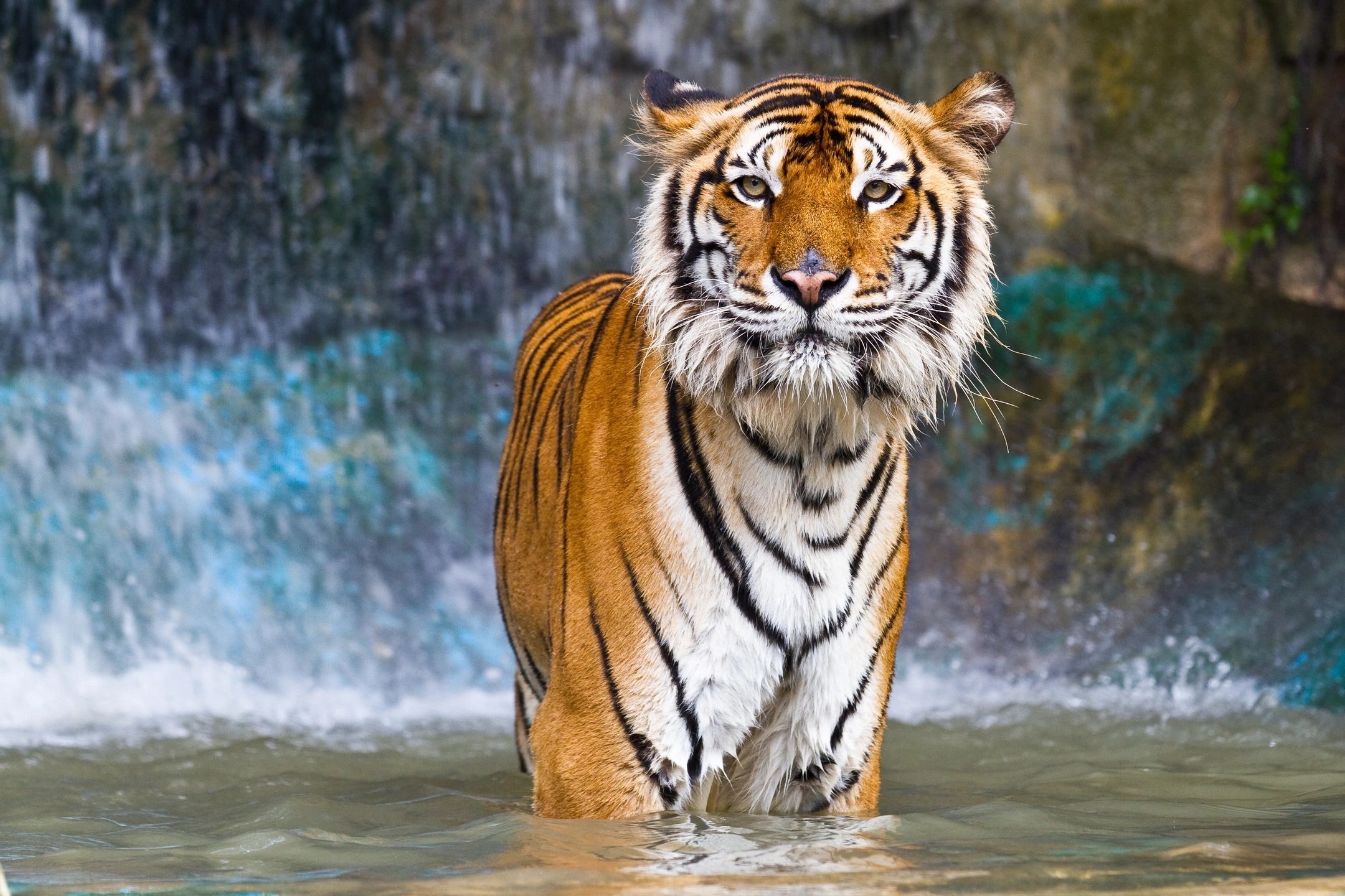 Year of the Water Tiger is almost upon us!