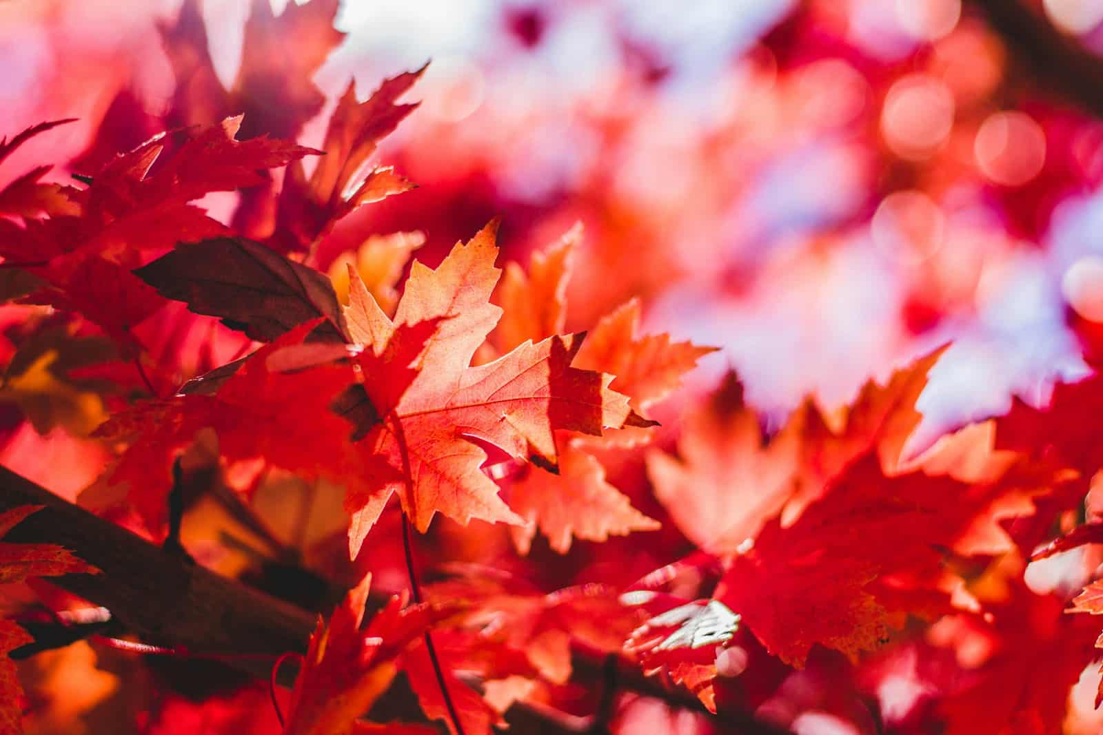 Embracing Autumn: How Acupuncture Can Support Your Seasonal Transition