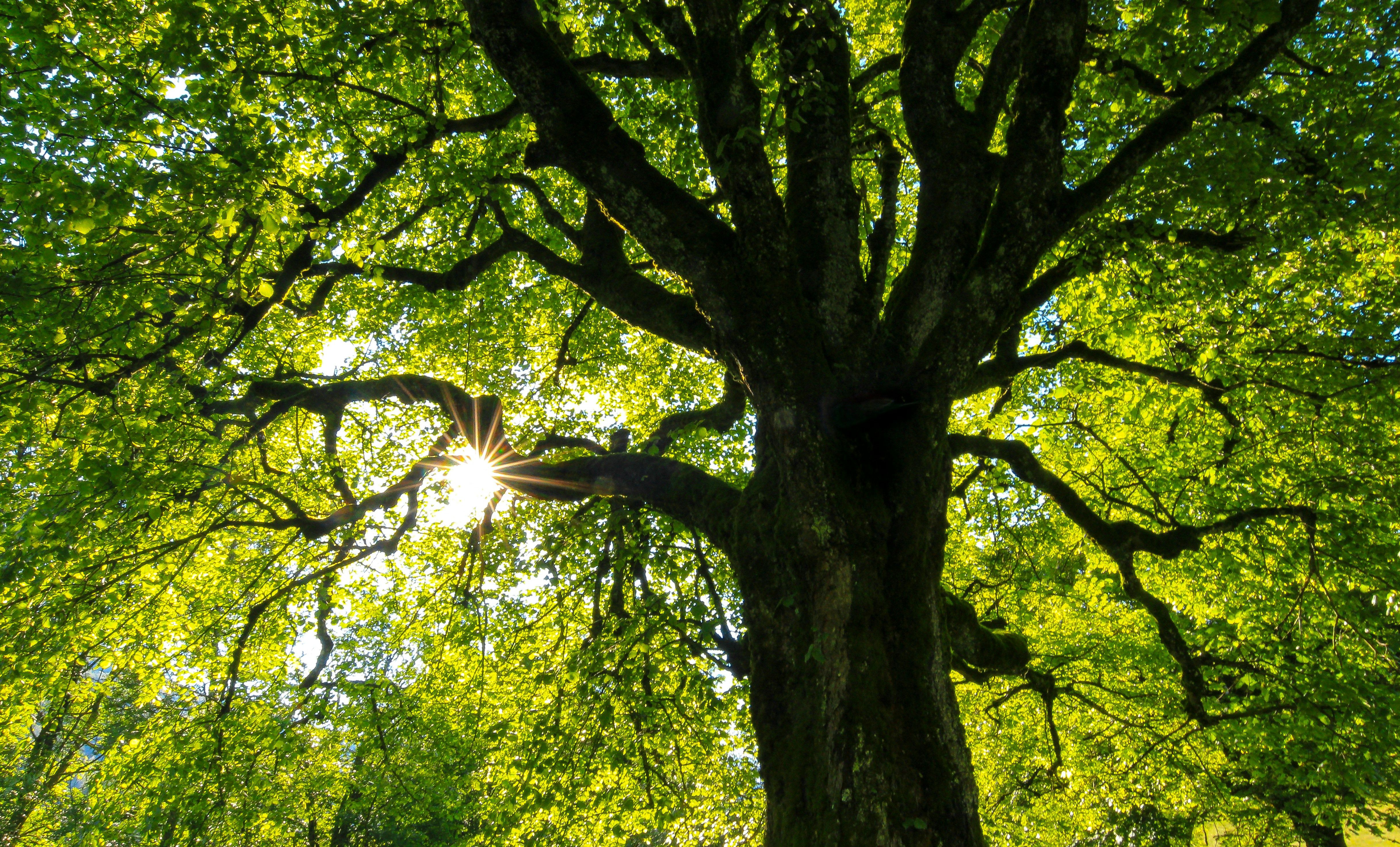 Tree representing earth day
