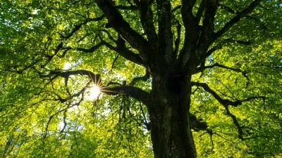 Tree representing earth day