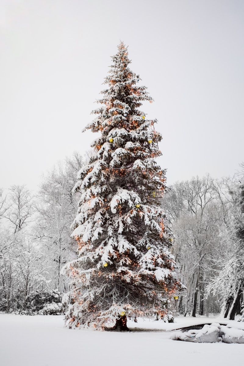 Acupuncture for Winter Immunity: Boosting Defenses Against Colds