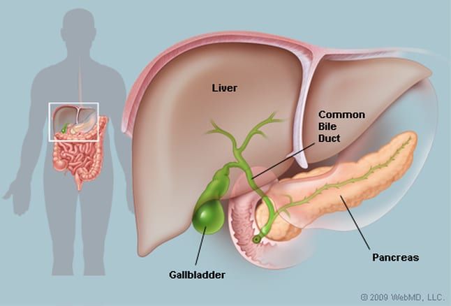 About Your Gallbladder