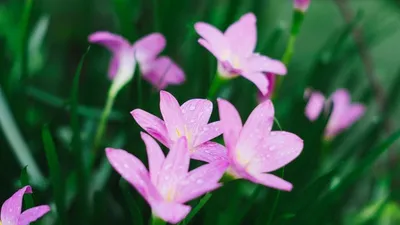 Lillies in a field, representing spring time in Milwaukee