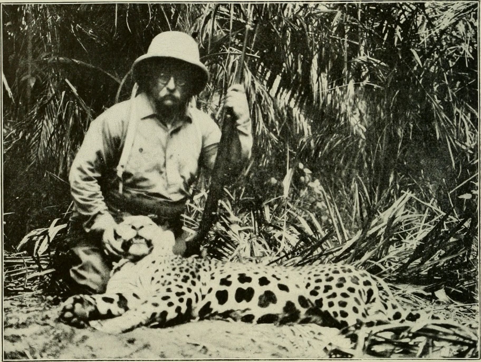 Colonel Roosevelt’s first South American jaguar