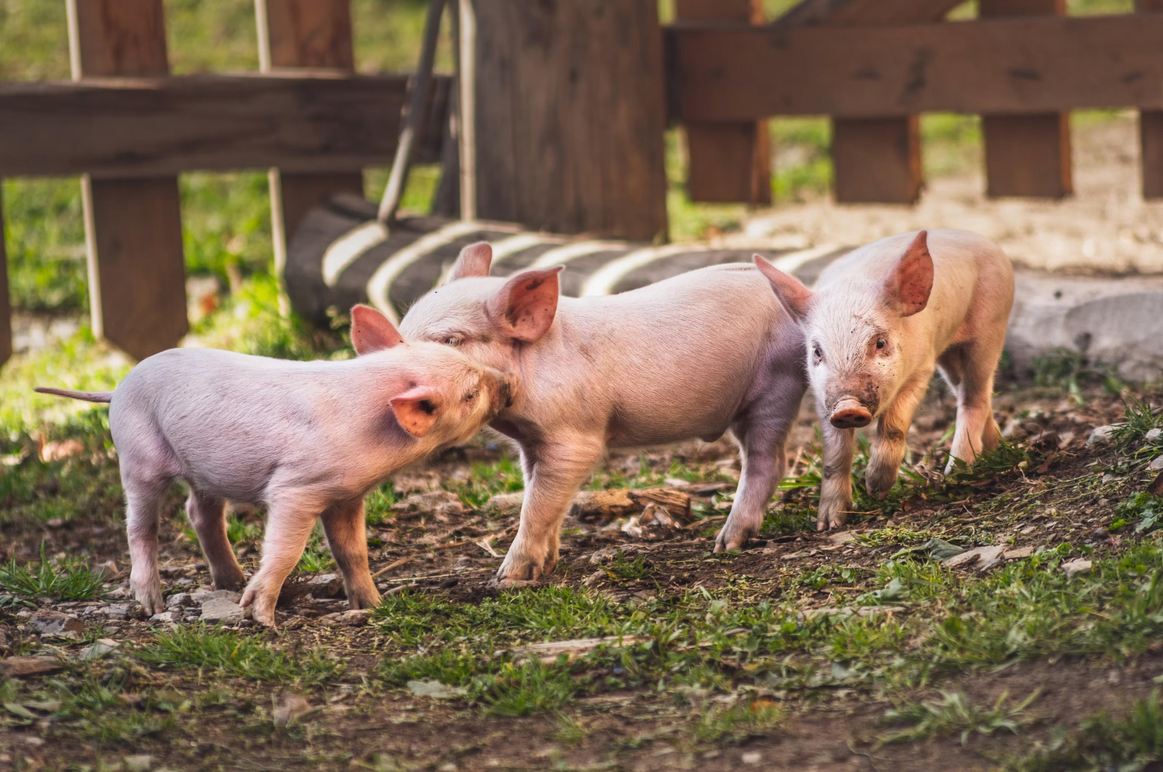 2026 : Les Trois Petits Cochons Français