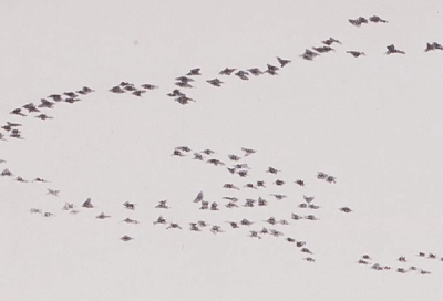 Migrating Birds detail 2