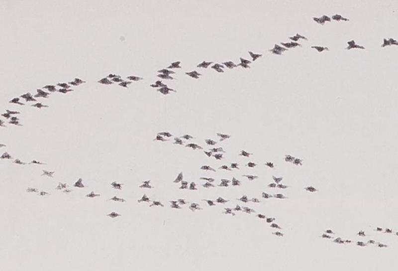 Migrating Birds detail 2