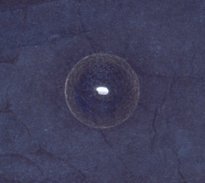 Grain of Rice detail 2