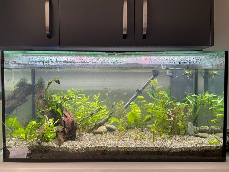 Simply Fish | Home