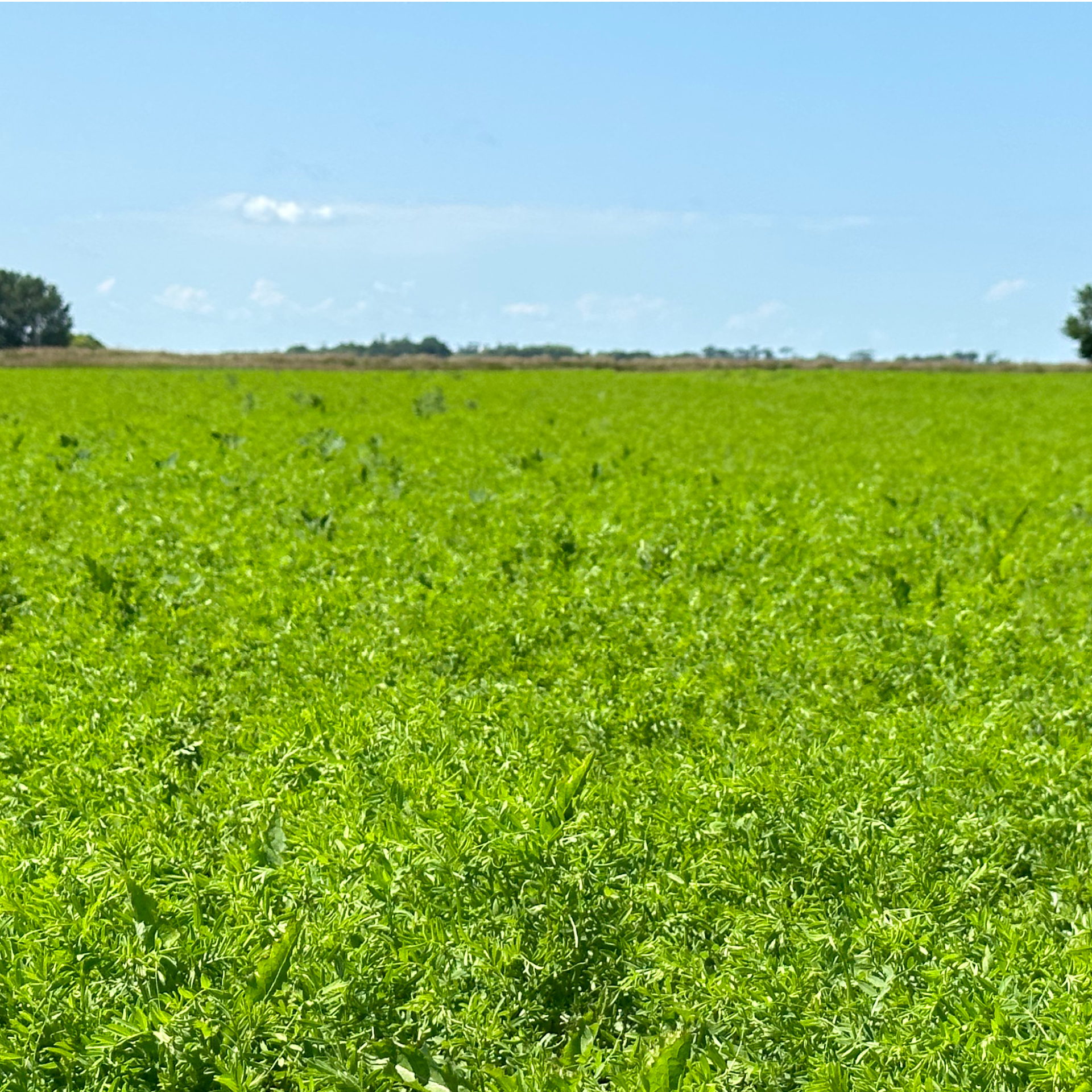 Unleash Fury On Your Lentil Fields!